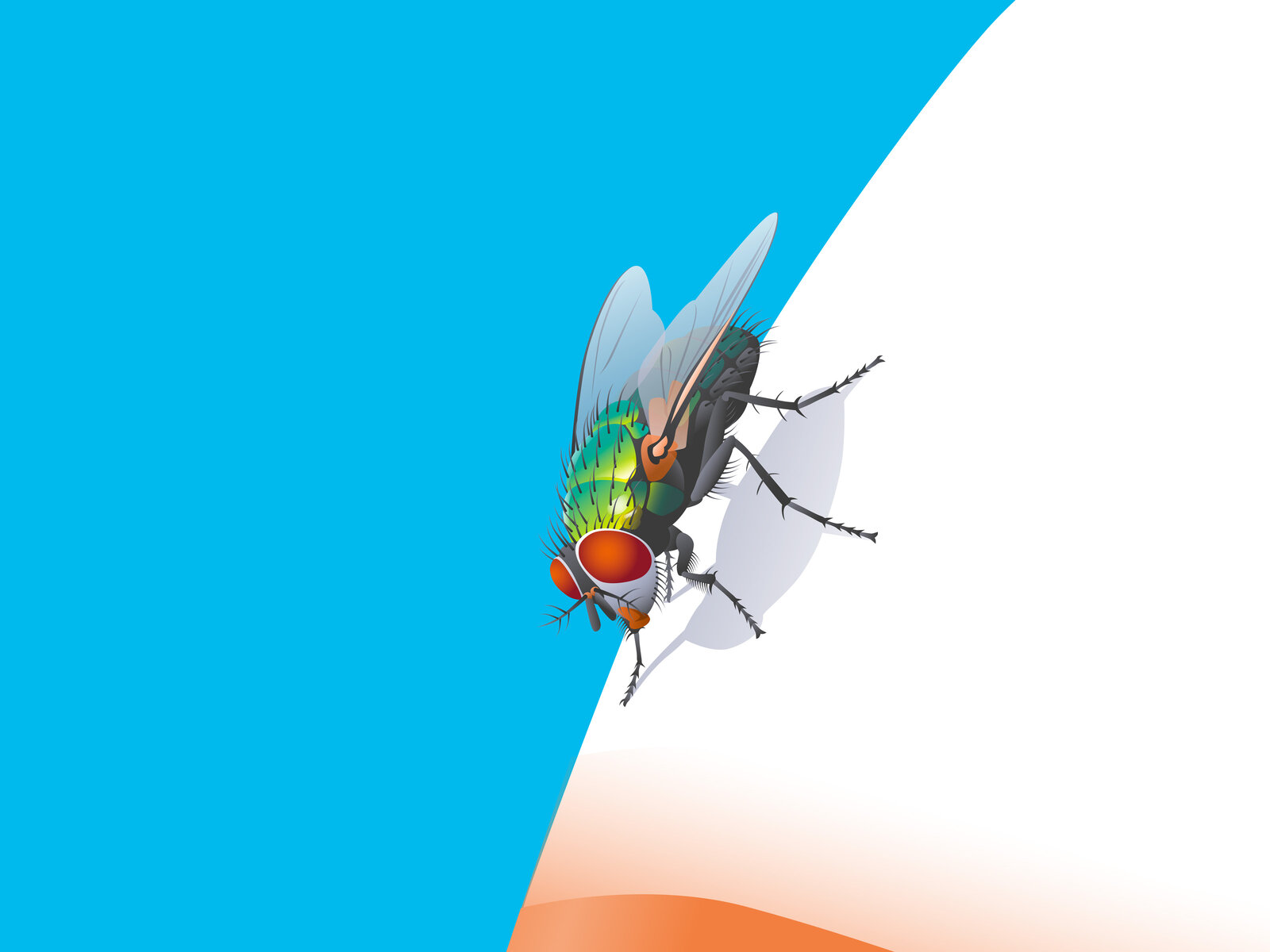 oculus-illustration-animation-infinitezoom-visual-fliege