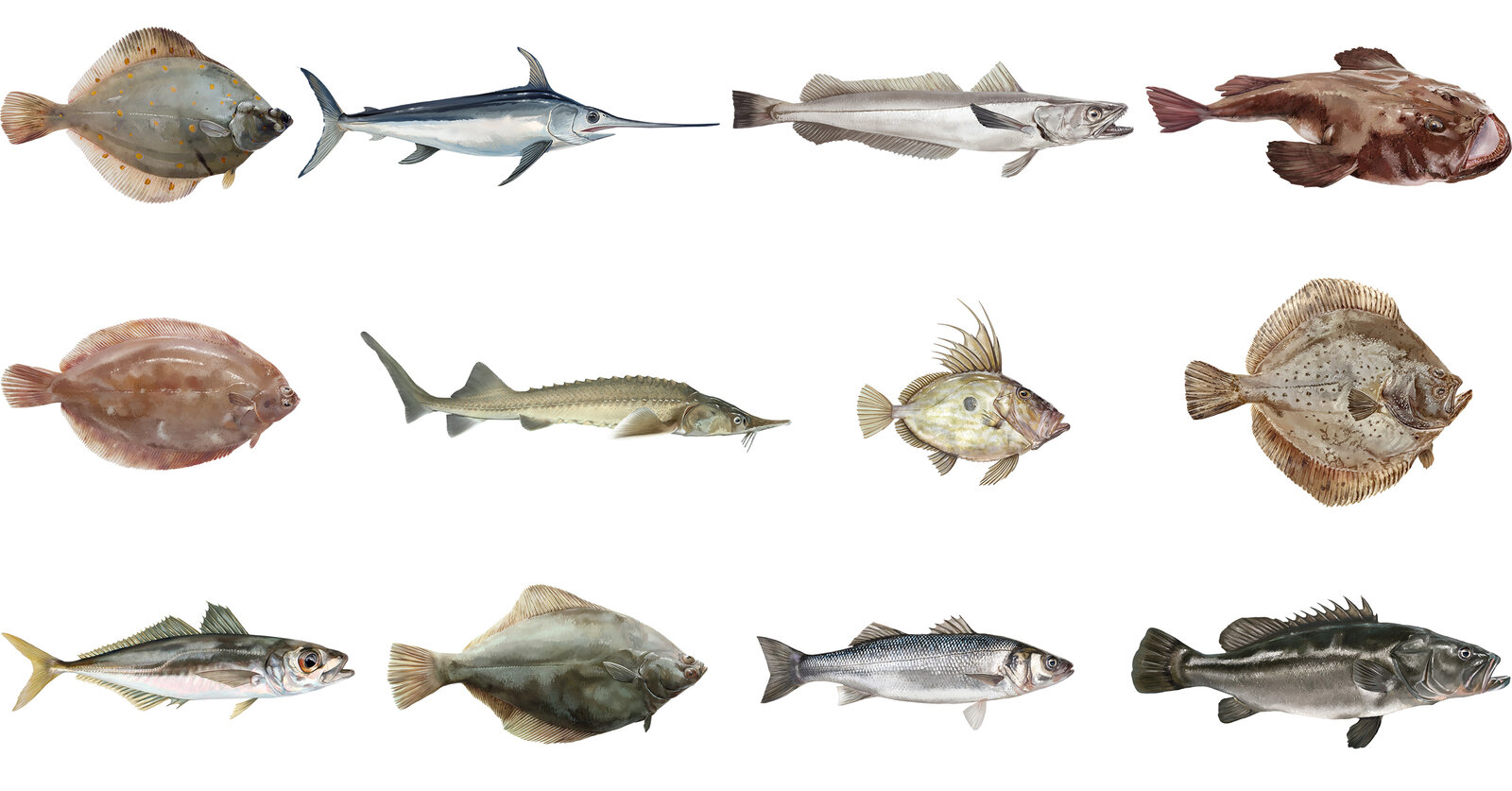 oculus-illustration-bianchi-meeresfische-plakat-3