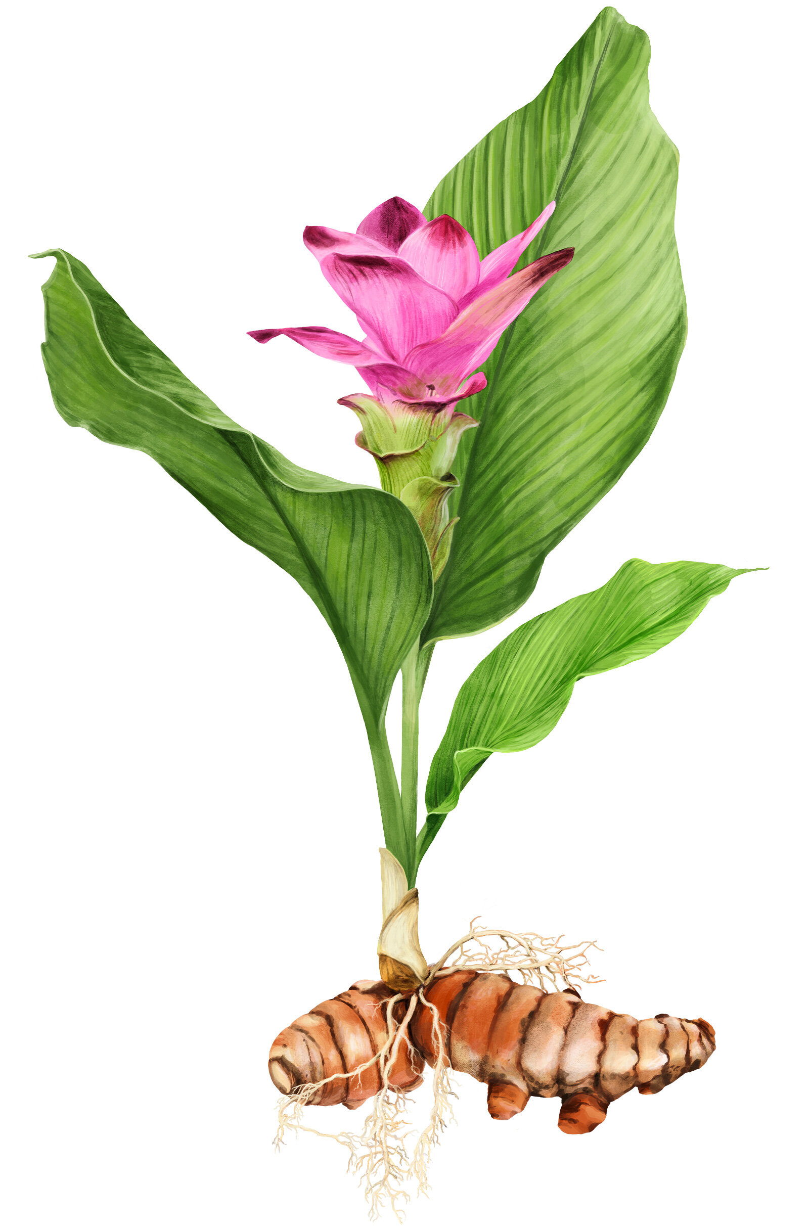 oculus-illustration-botanische-zeichnung-heilpflanze-kurkuma