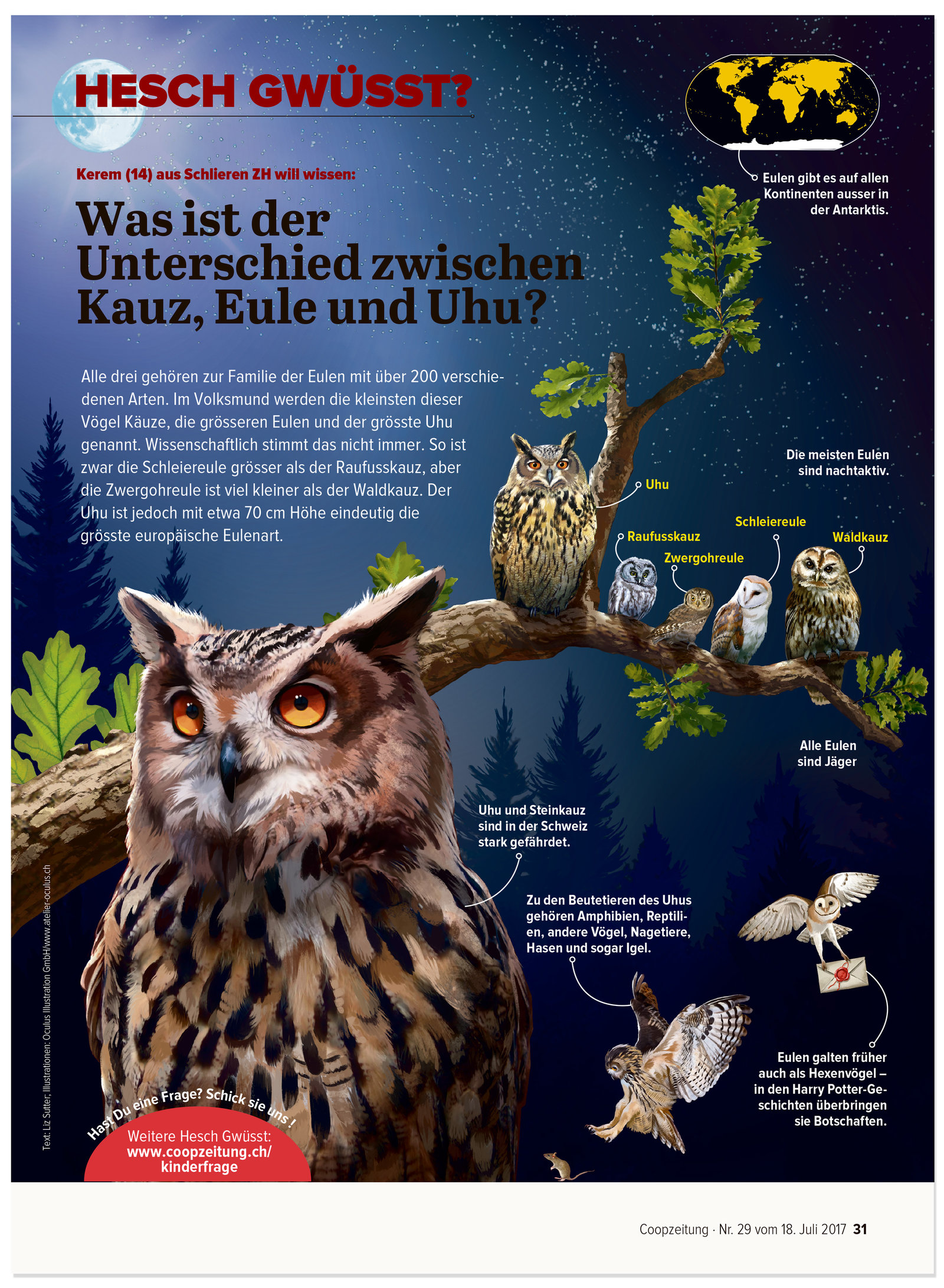 oculus-illustration-coopzeitung-hesch-gwuesst-eule-kauz-uhu
