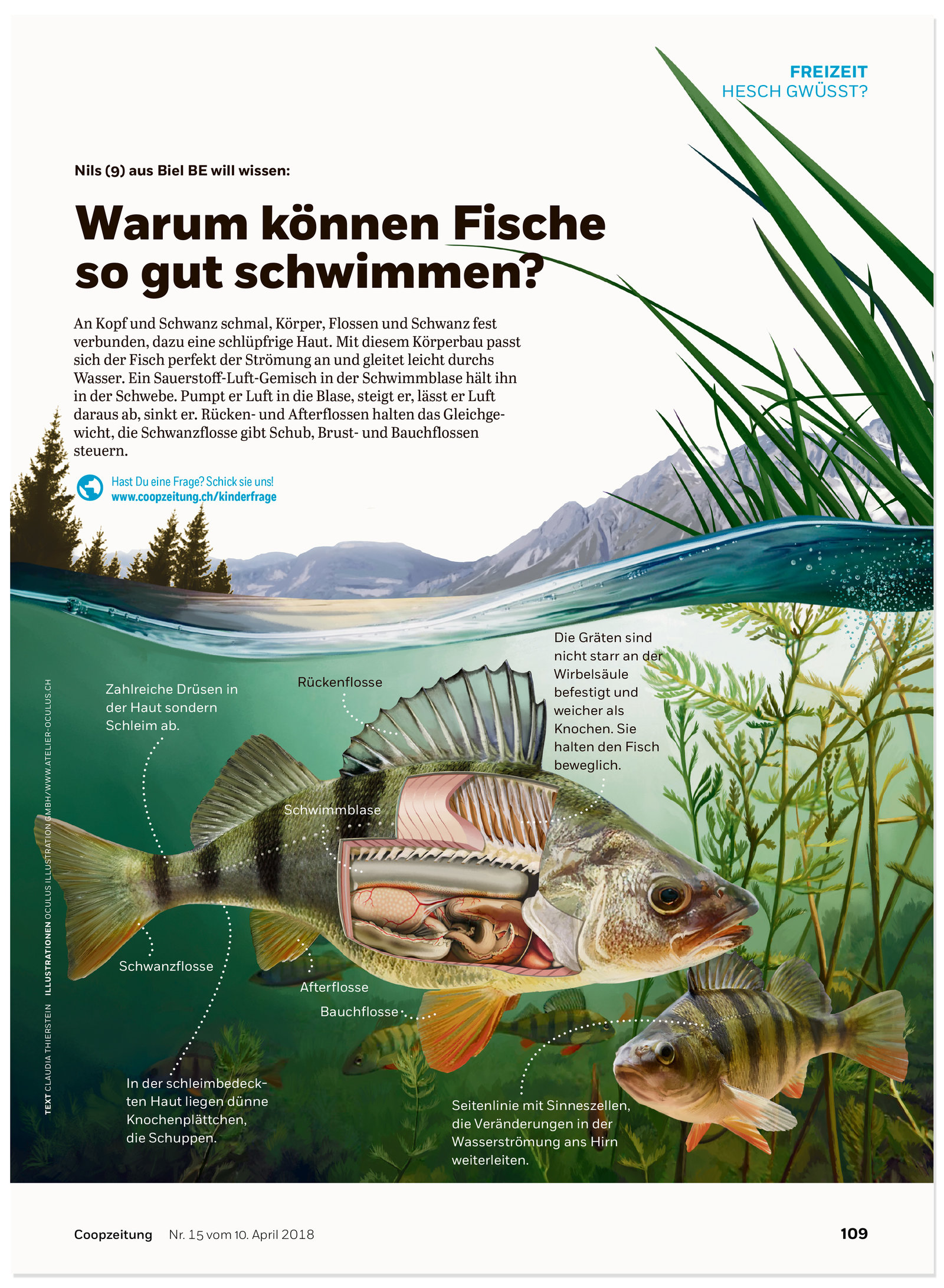 oculus-illustration-coopzeitung-hesch-gwuesst-fische-anatomie