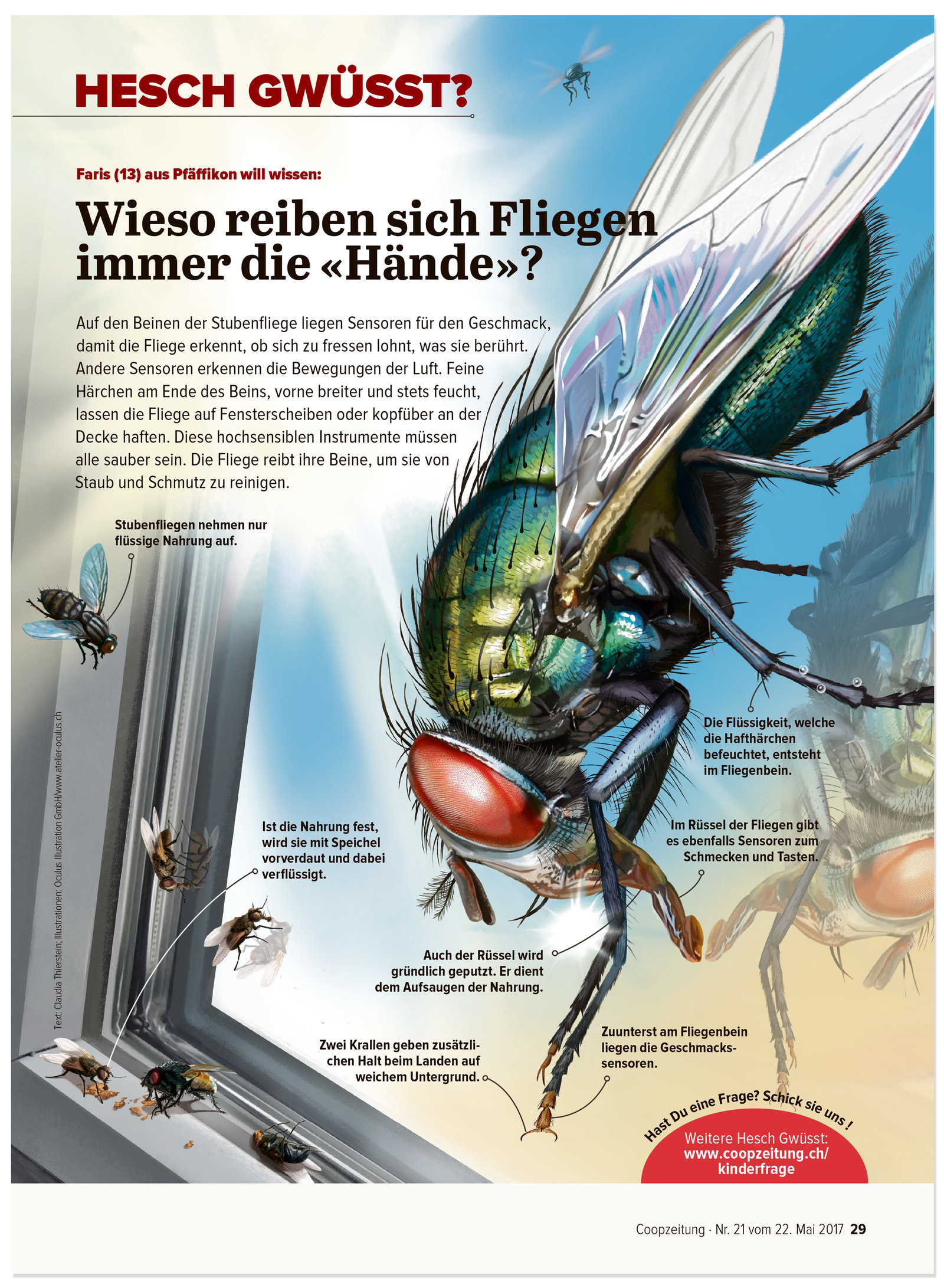 oculus-illustration-coopzeitung-hesch-gwuesst-fliege