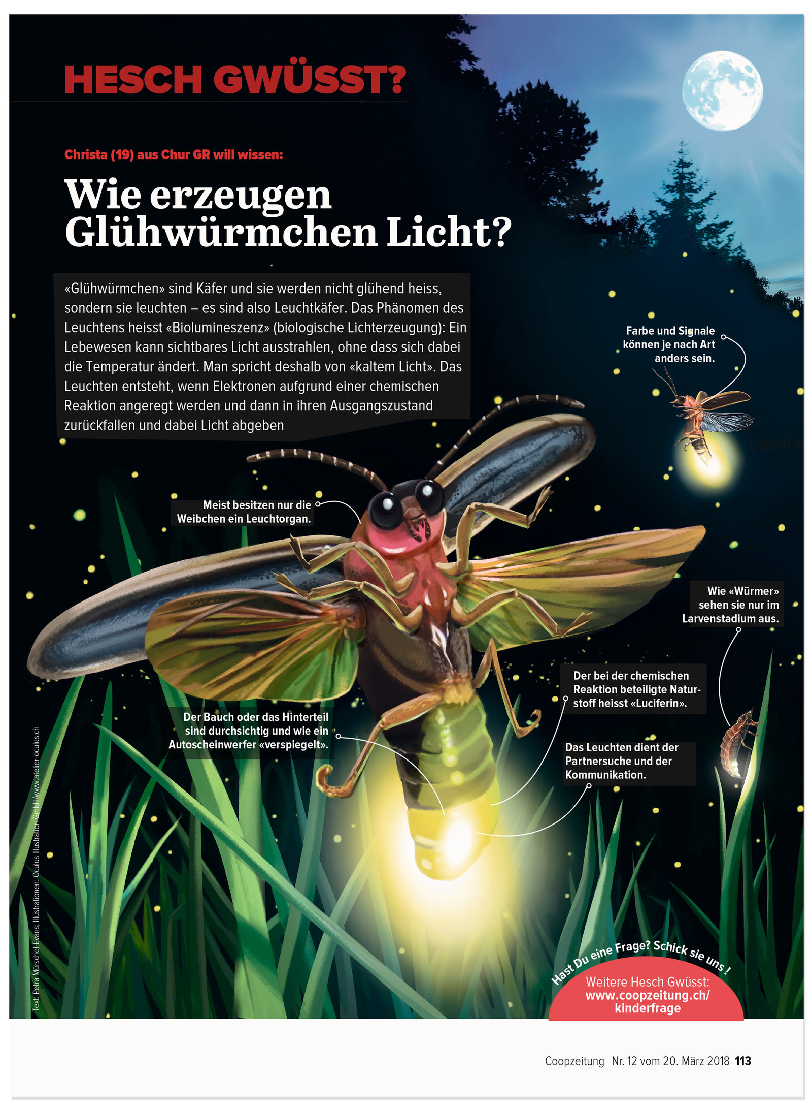 oculus-illustration-coopzeitung-hesch-gwuesst-gluehwuermchen