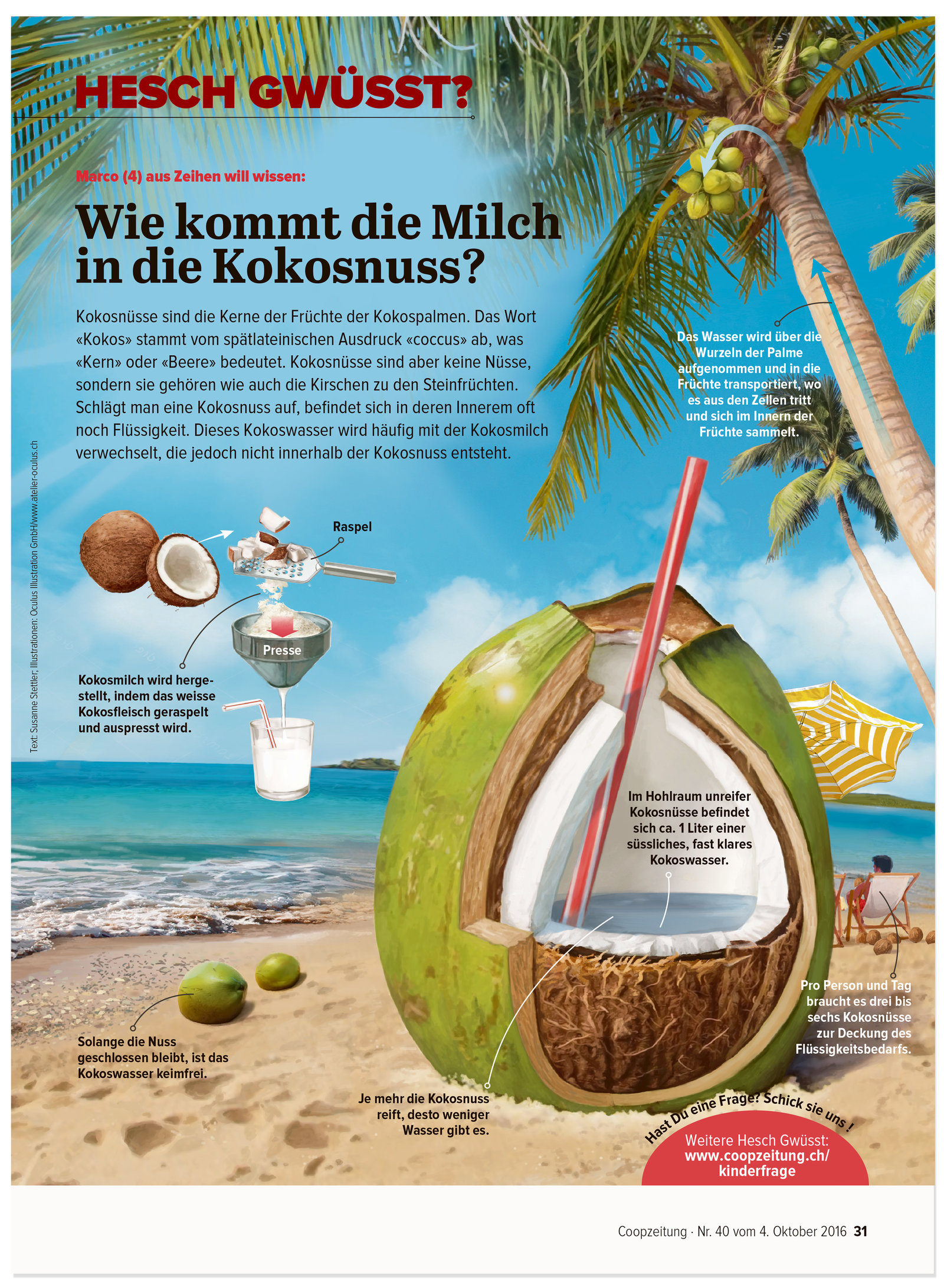oculus-illustration-coopzeitung-hesch-gwuesst-kokosnuss
