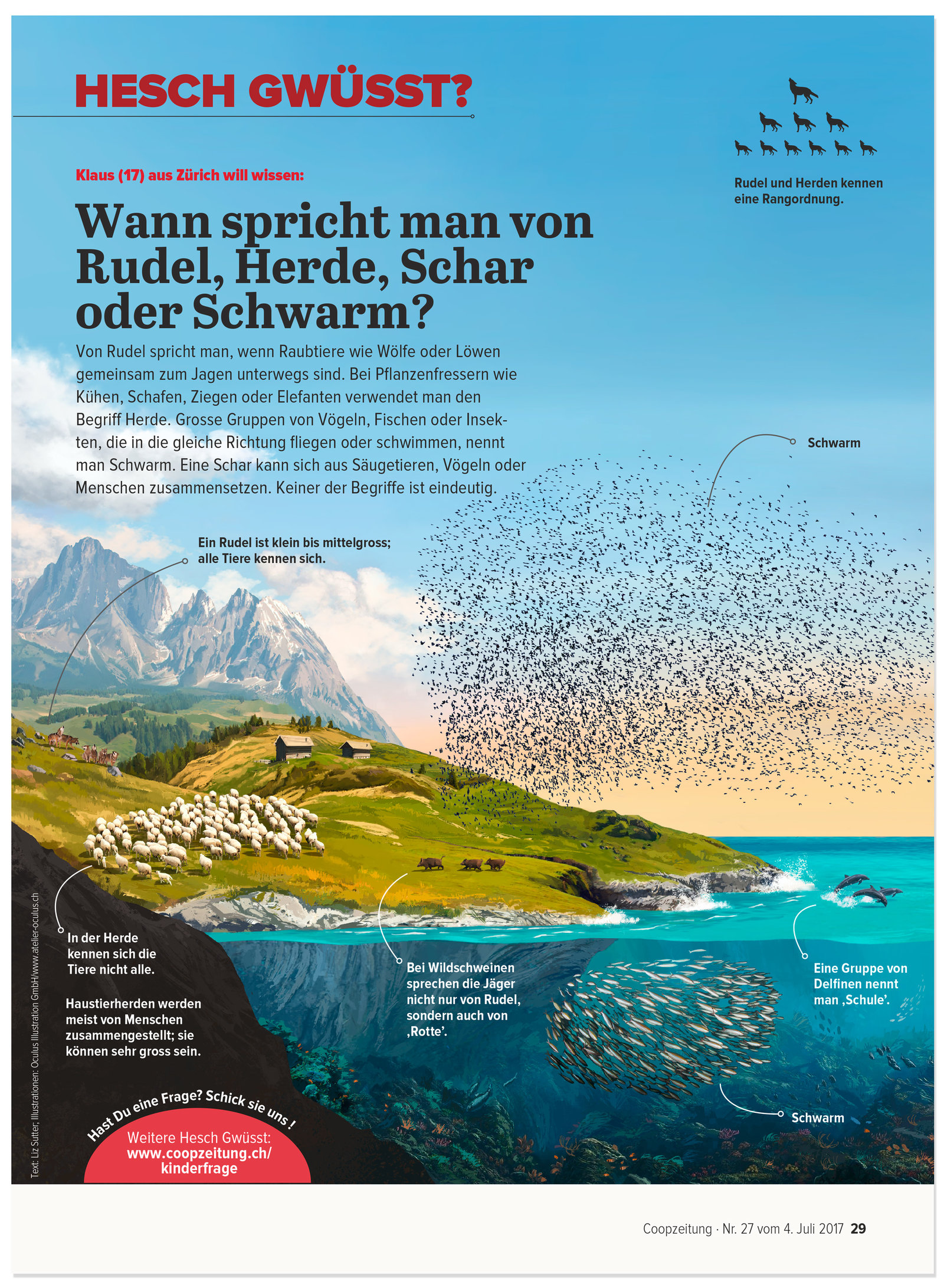 oculus-illustration-coopzeitung-hesch-gwuesst-rudel-herde-schwarm