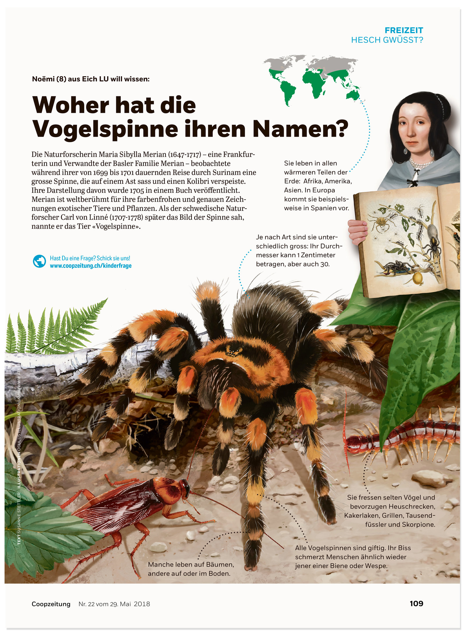 oculus-illustration-coopzeitung-hesch-gwuesst-vogelspinne