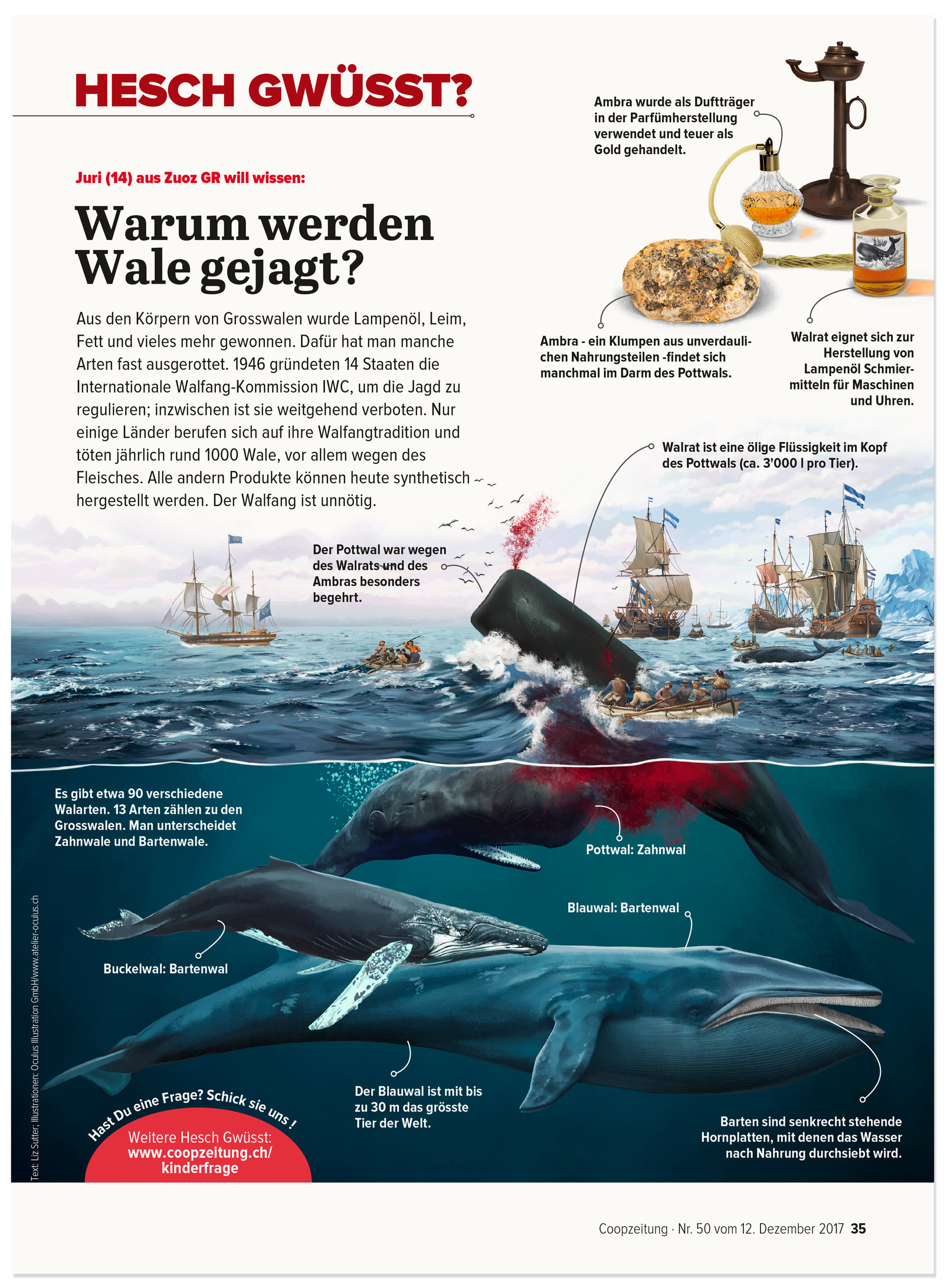 oculus-illustration-coopzeitung-hesch-gwuesst-waljagd