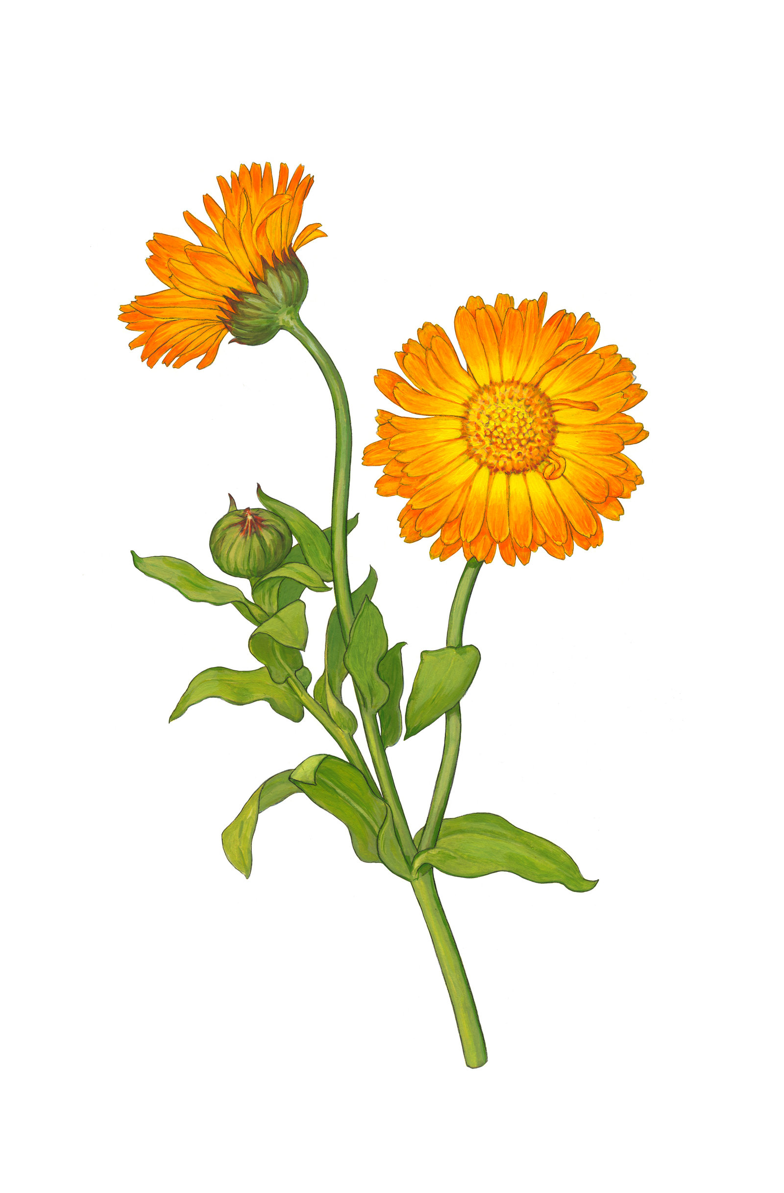 oculus-illustration-heilpflanzen-ringelblume