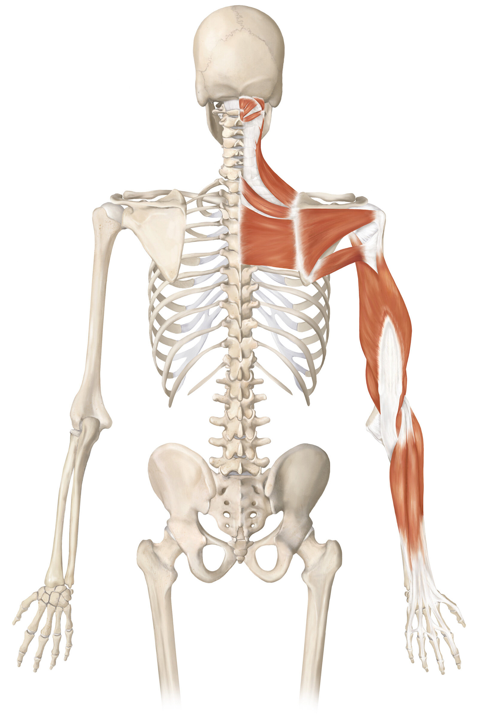 oculus-illustration-medizin-anatomie-osteopathie-faszialkette-6
