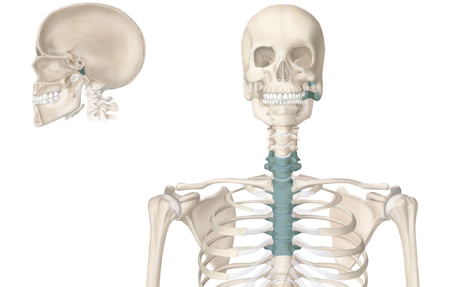 oculus-illustration-medizin-anatomie-osteopathie-skelett-1