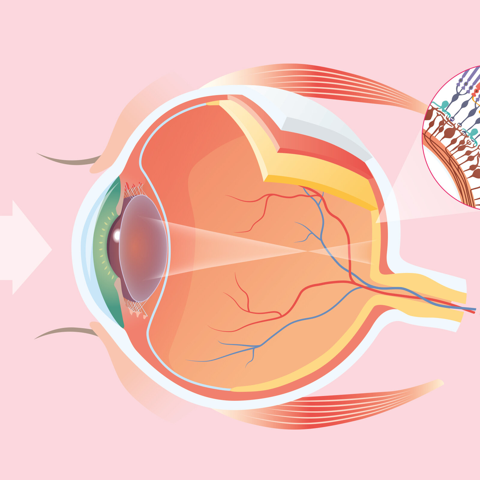Medizinische Illustration