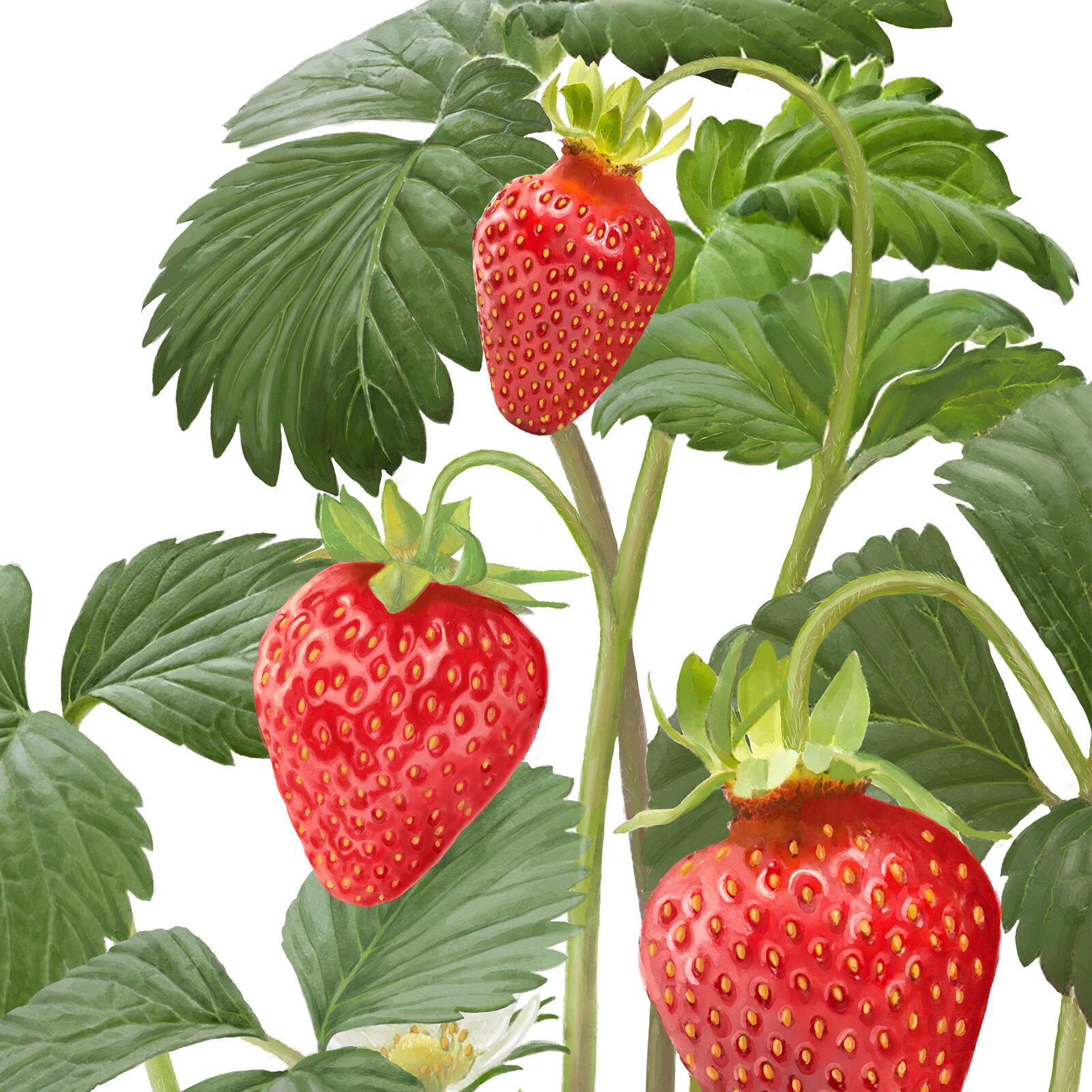 Botanische Illustrationen