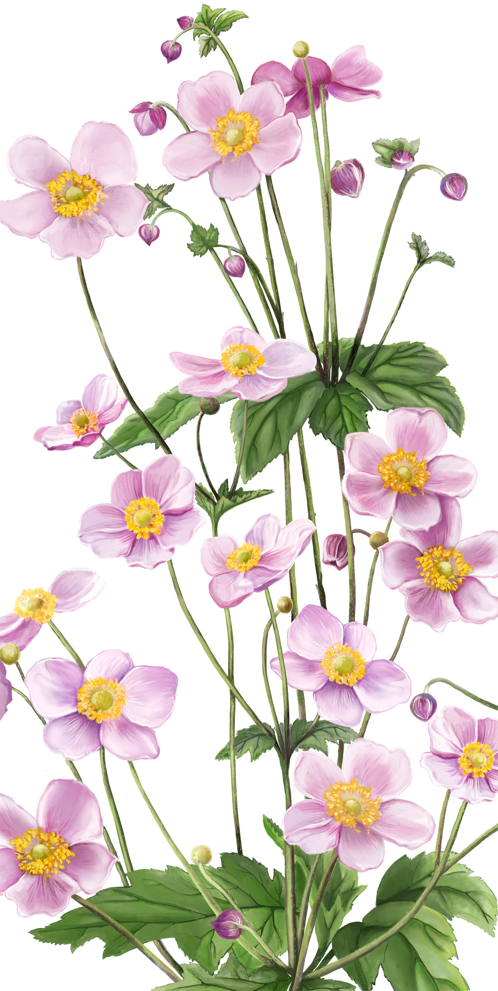 oculus-illustration-pflanzenillustration-hauert-verpackungsdesign-anemone