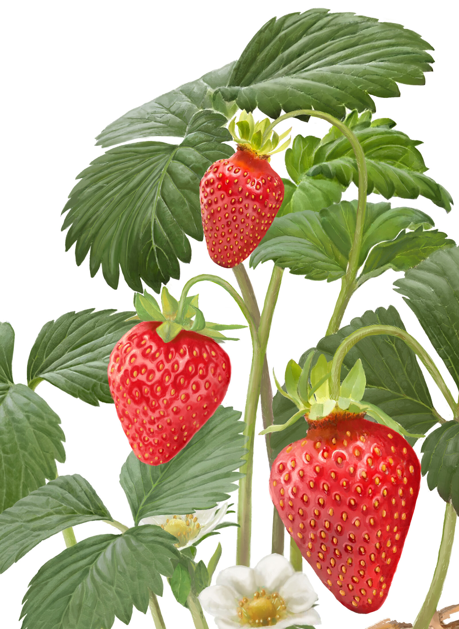 oculus-illustration-pflanzenillustration-hauert-verpackungsdesign-erdbeere