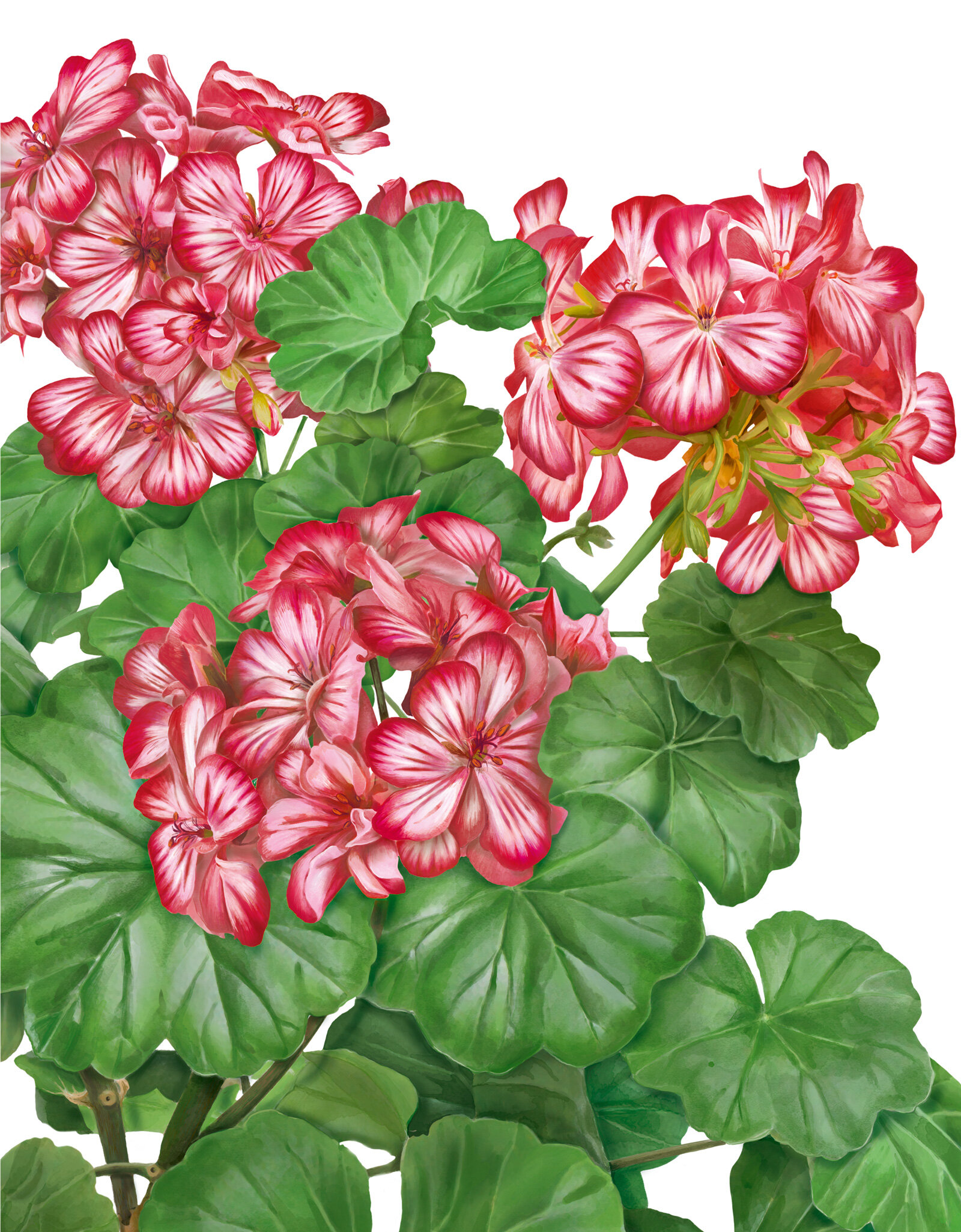 oculus-illustration-pflanzenillustration-hauert-verpackungsdesign-geranium
