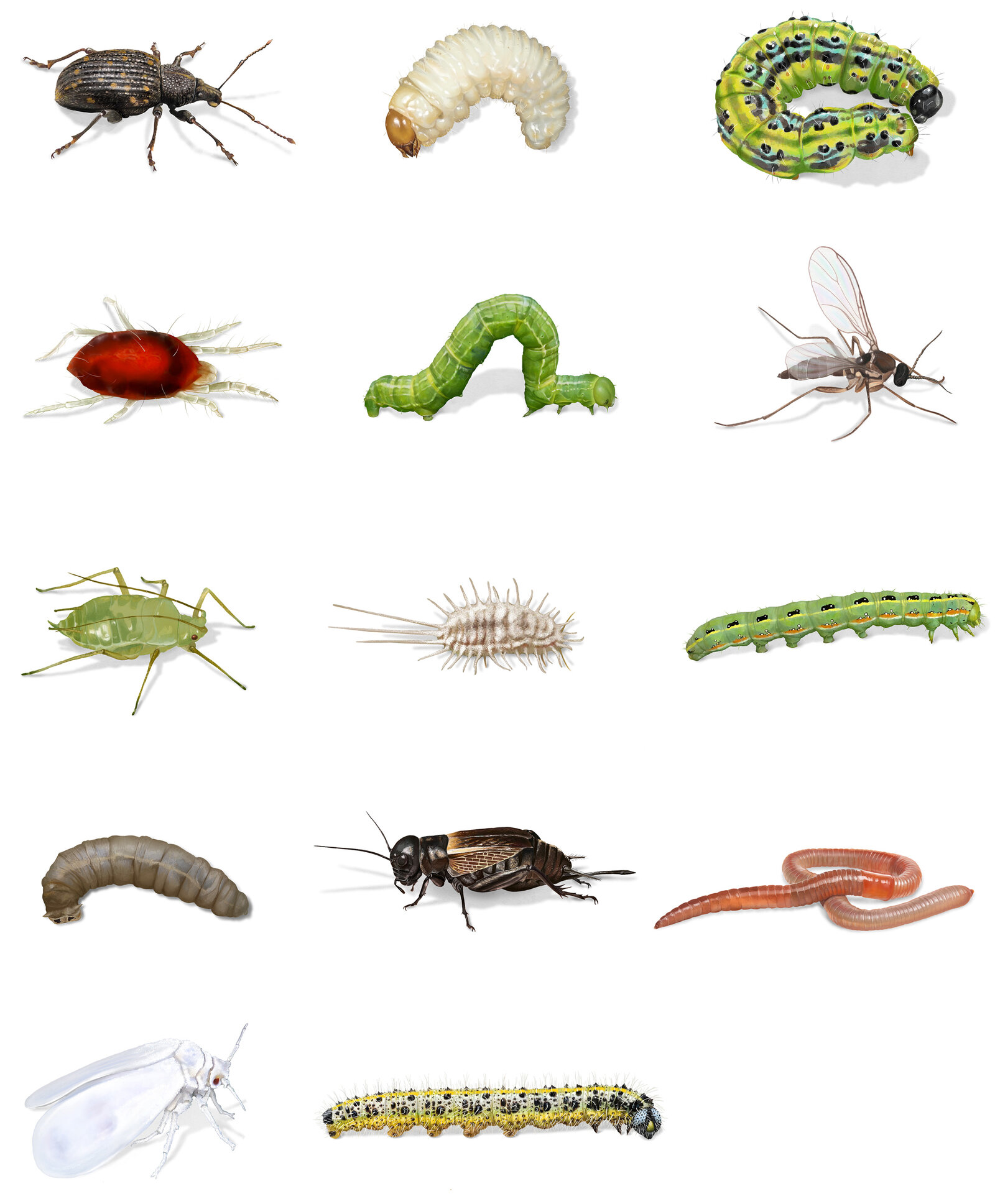 oculus-illustration-pflanzenillustration-hauert-verpackungsdesign-insekten-raupen