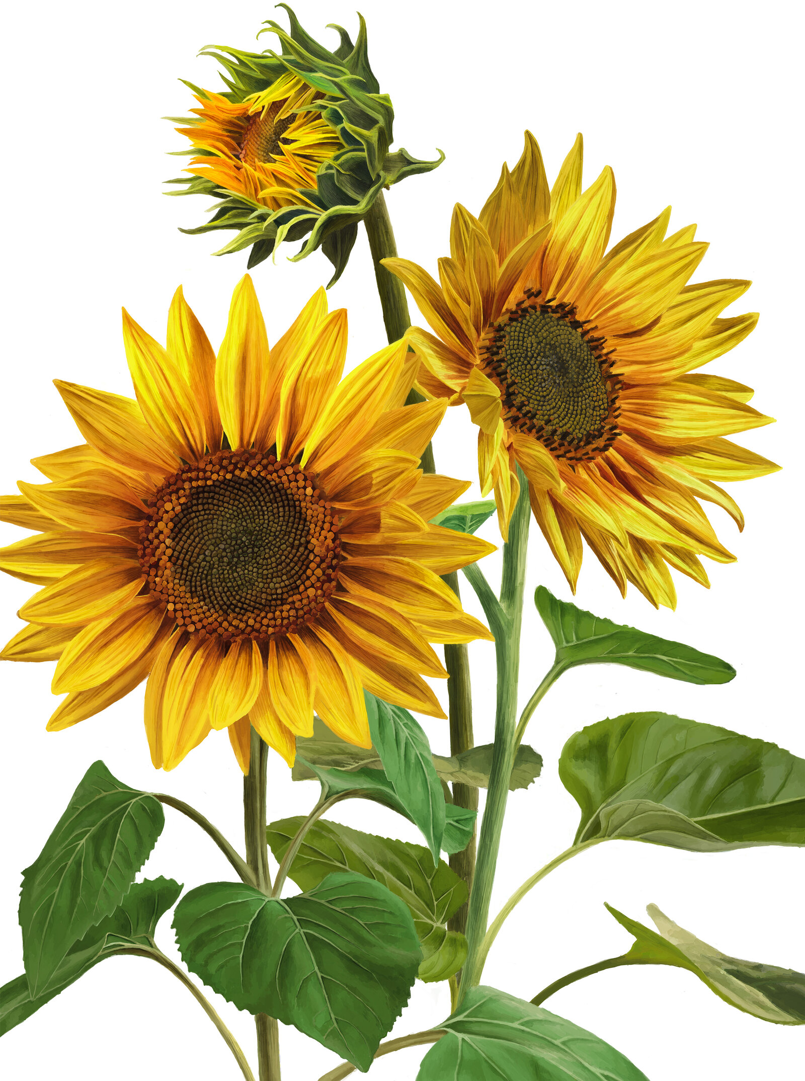 oculus-illustration-pflanzenillustration-hauert-verpackungsdesign-sonnenblume