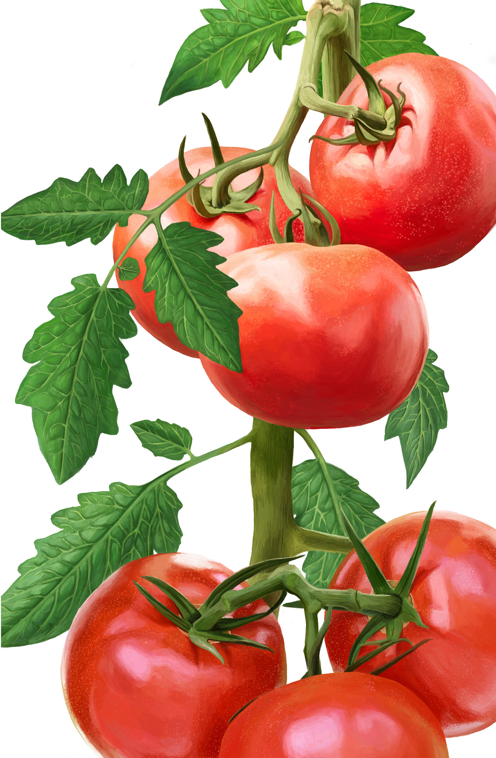 oculus-illustration-pflanzenillustration-hauert-verpackungsdesign-tomate