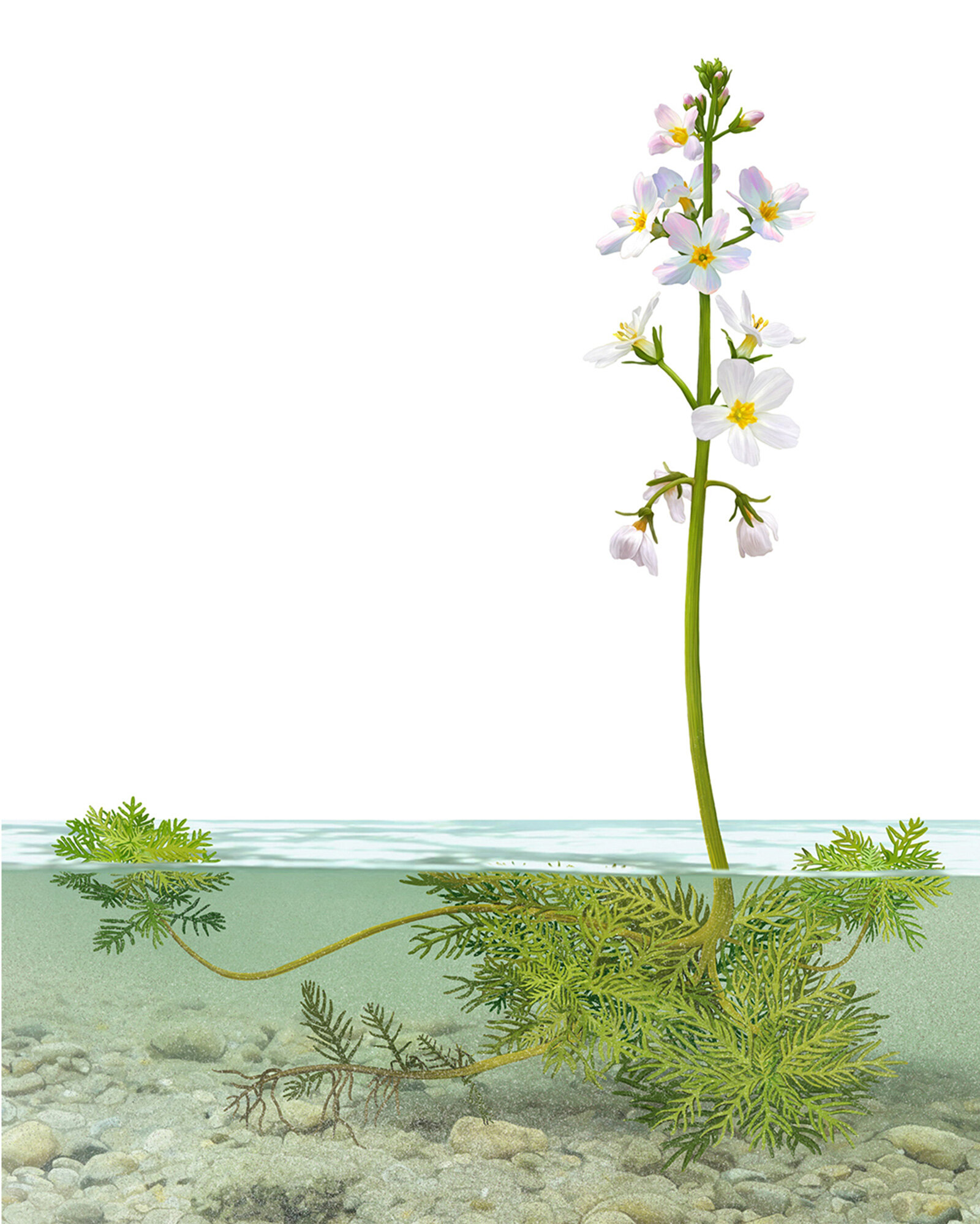 oculus-illustration-uzh-irchelpark-wasserfeder-hottonia-palustris