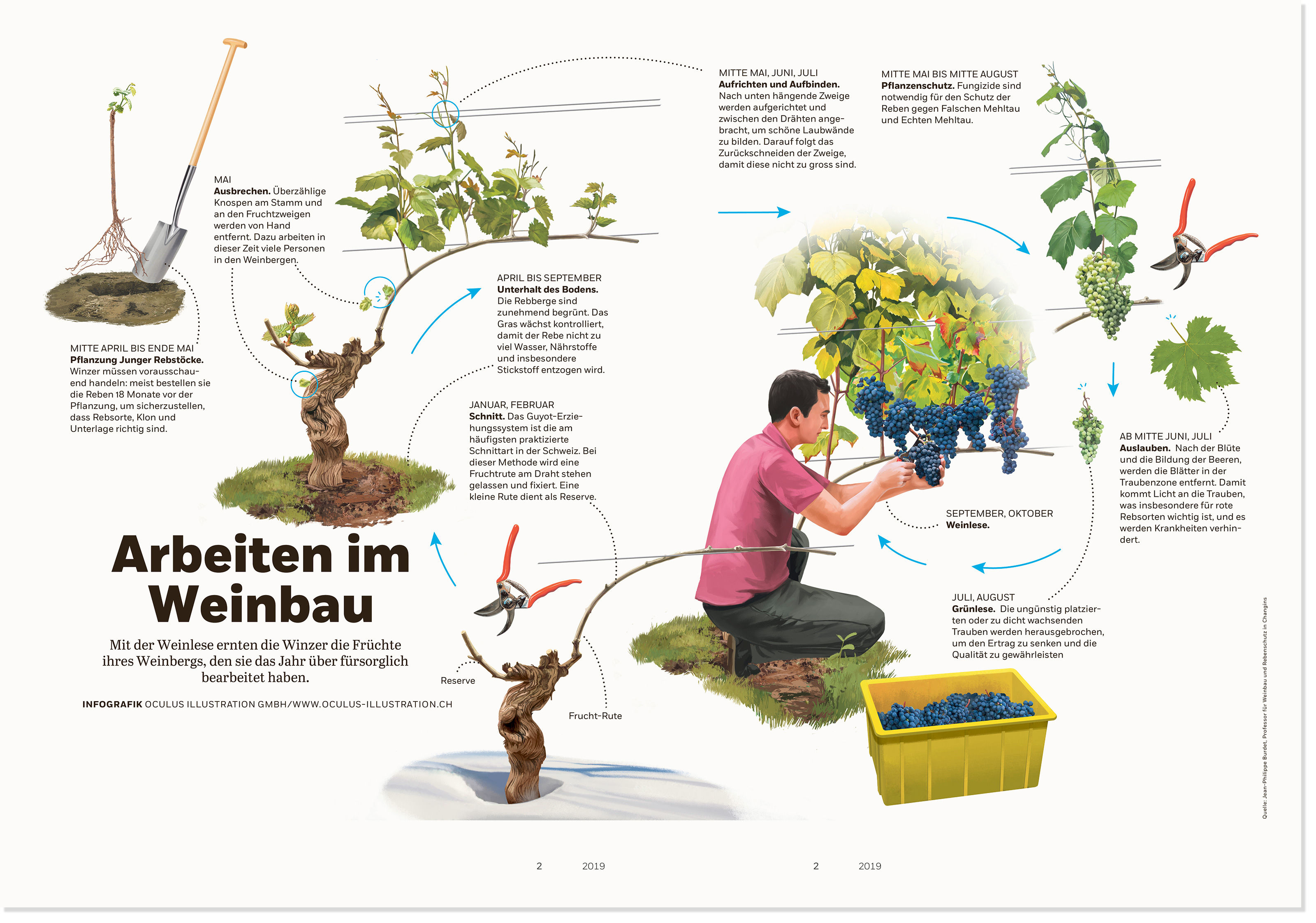 oculus-illustration-coopzeitung-infografik-winzer