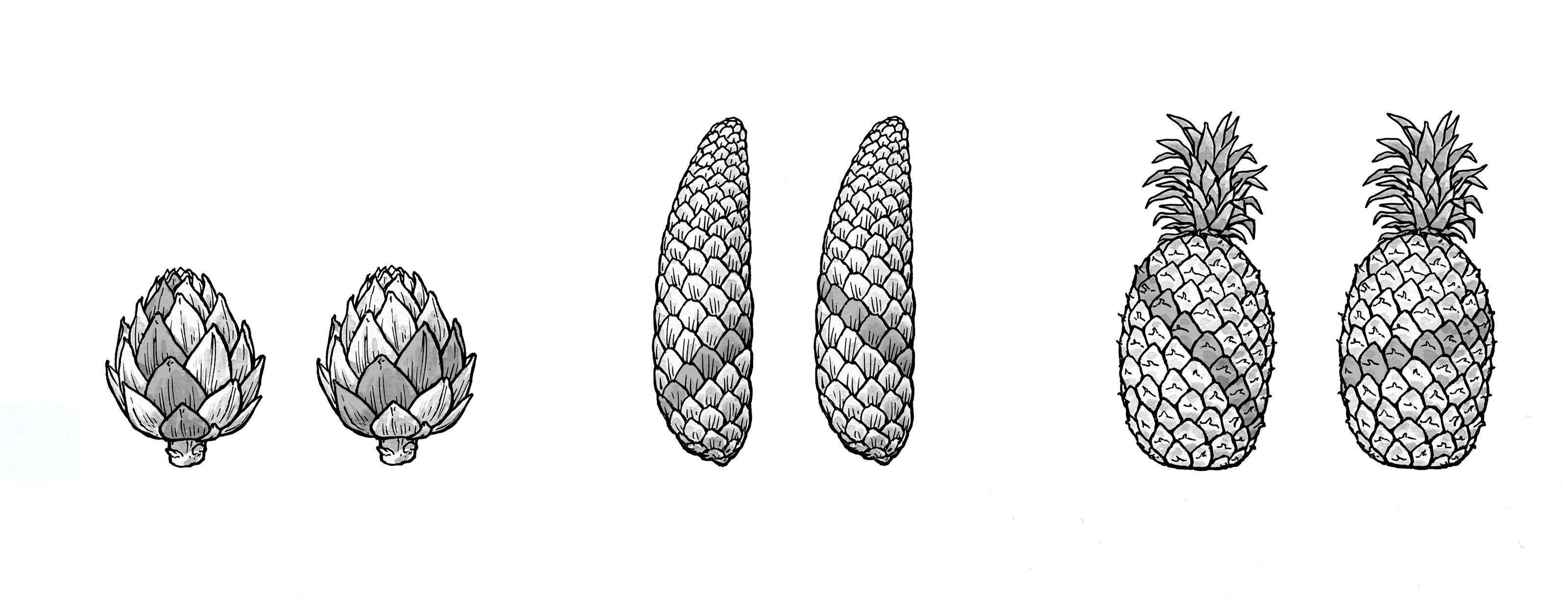 oculus-illustration-lehrmittel_mathematik-ananas