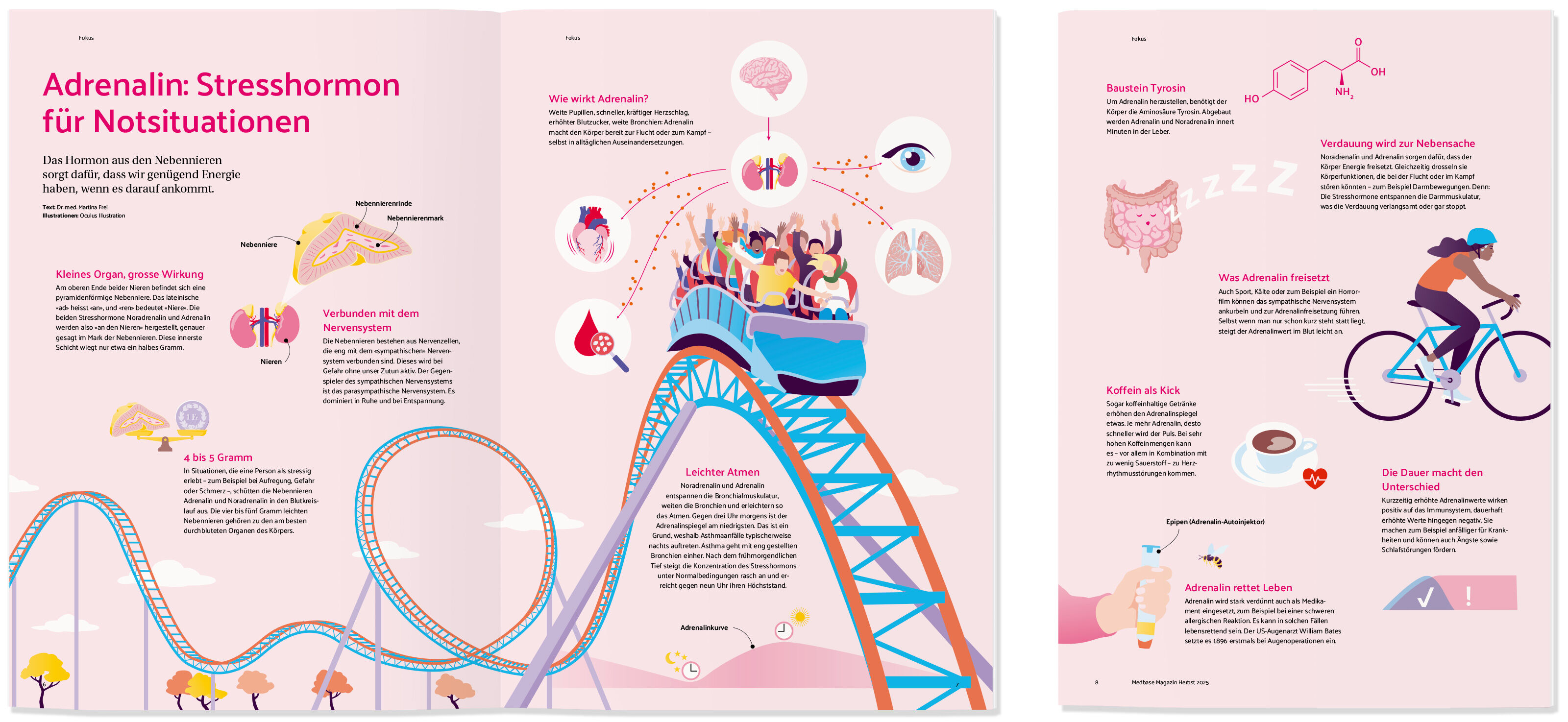 oculus-illustration-medizin-infografik-hormone-adrenalin-magazin
