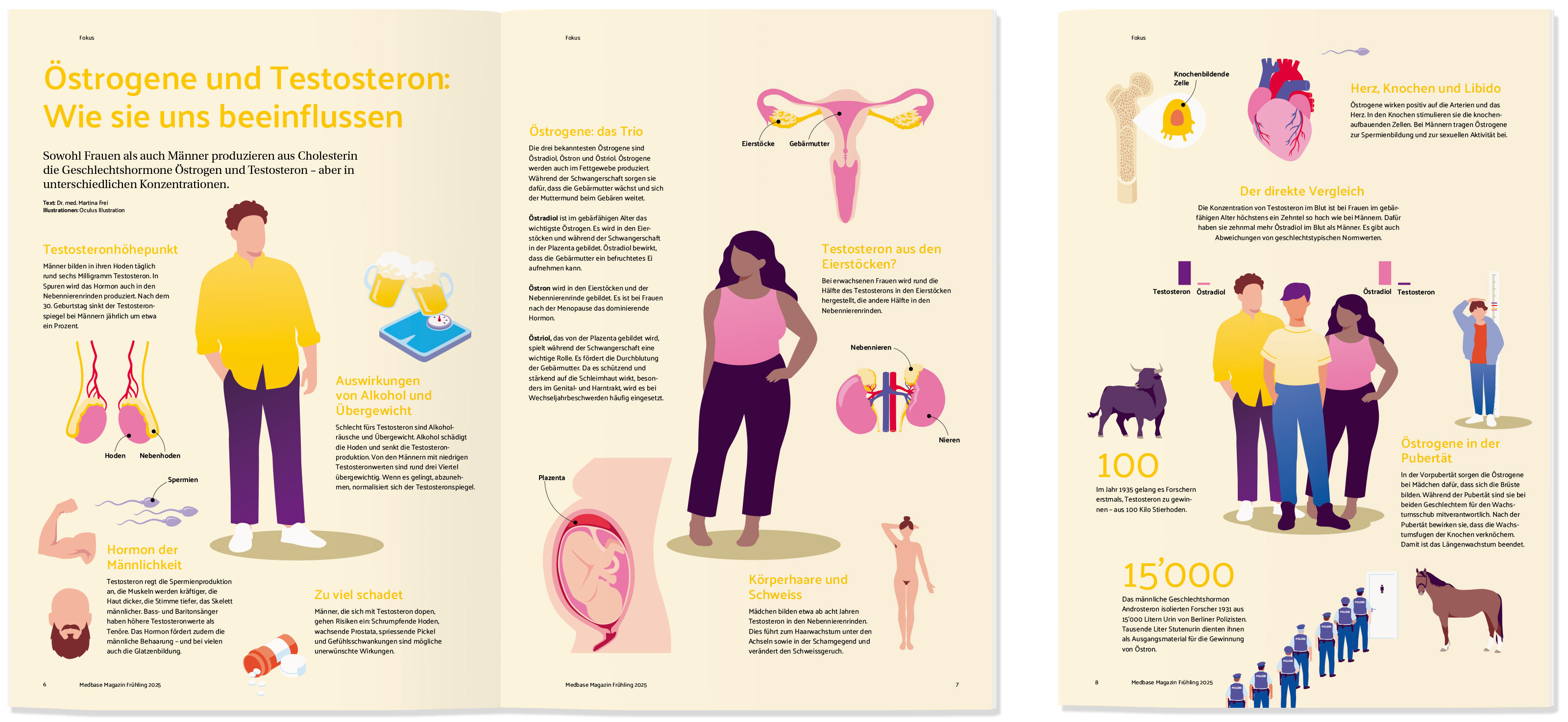 oculus-illustration-medizin-infografik-hormone-oestrogen-testosteron-magazin