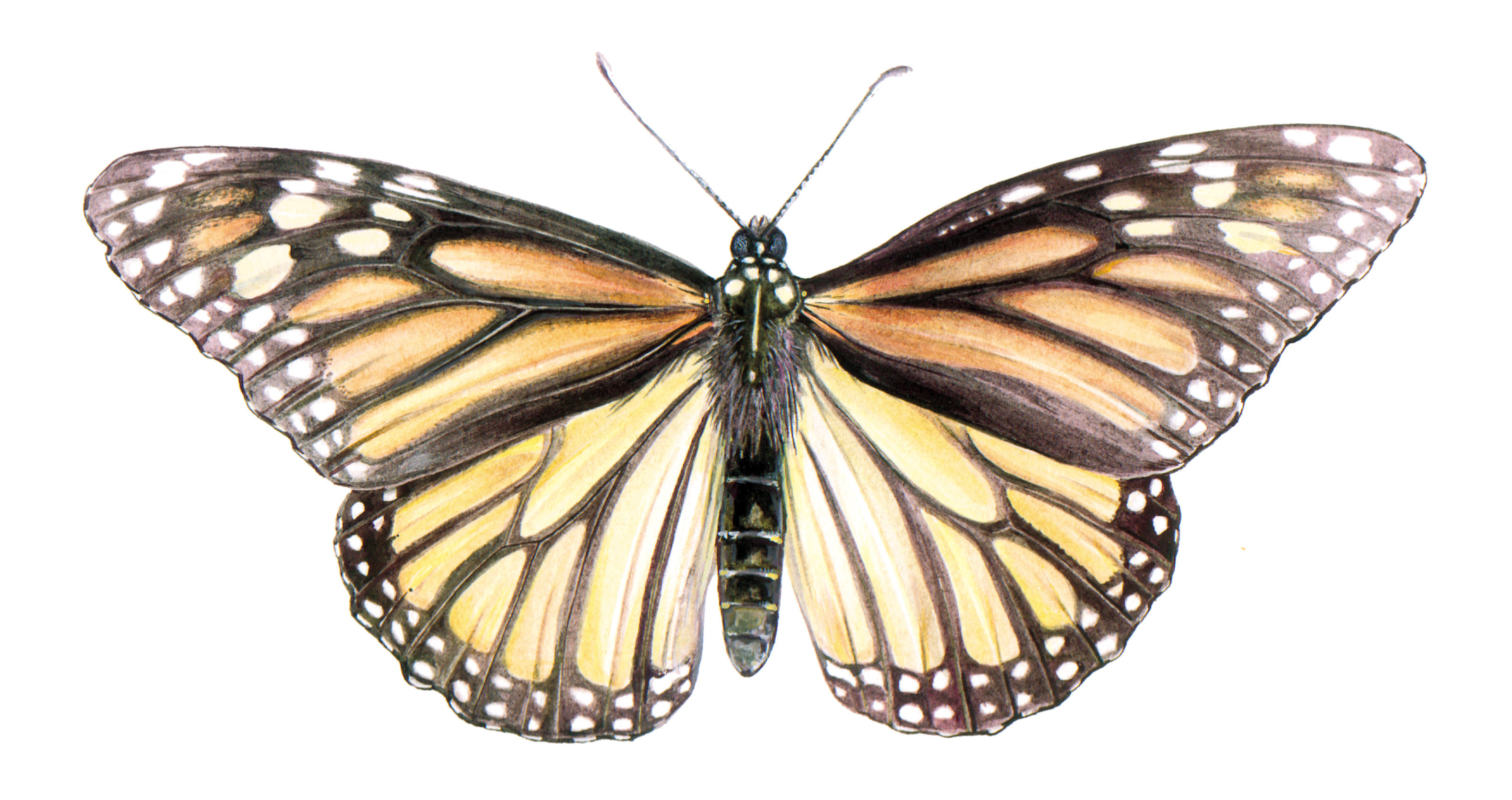 oculus-illustration-monarch