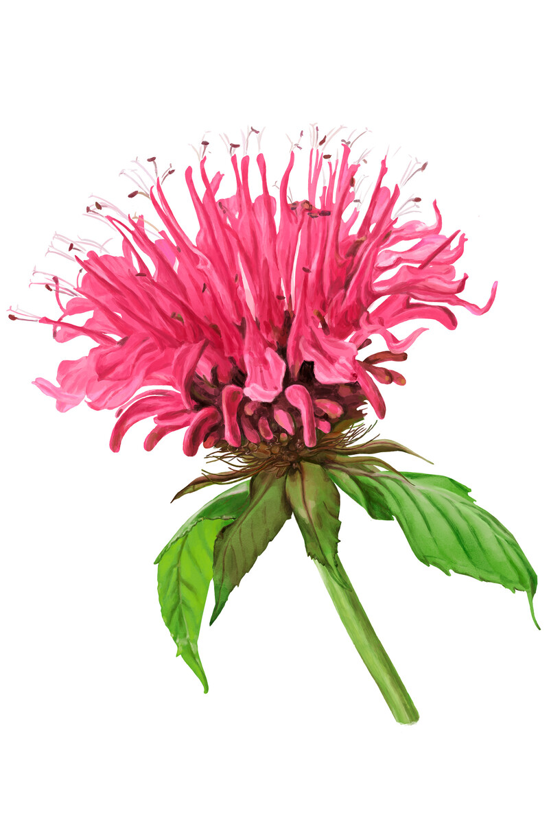 oculus-illustration-botanische-zeichnung-heilpflanze-bergamotte-monarda-didyma