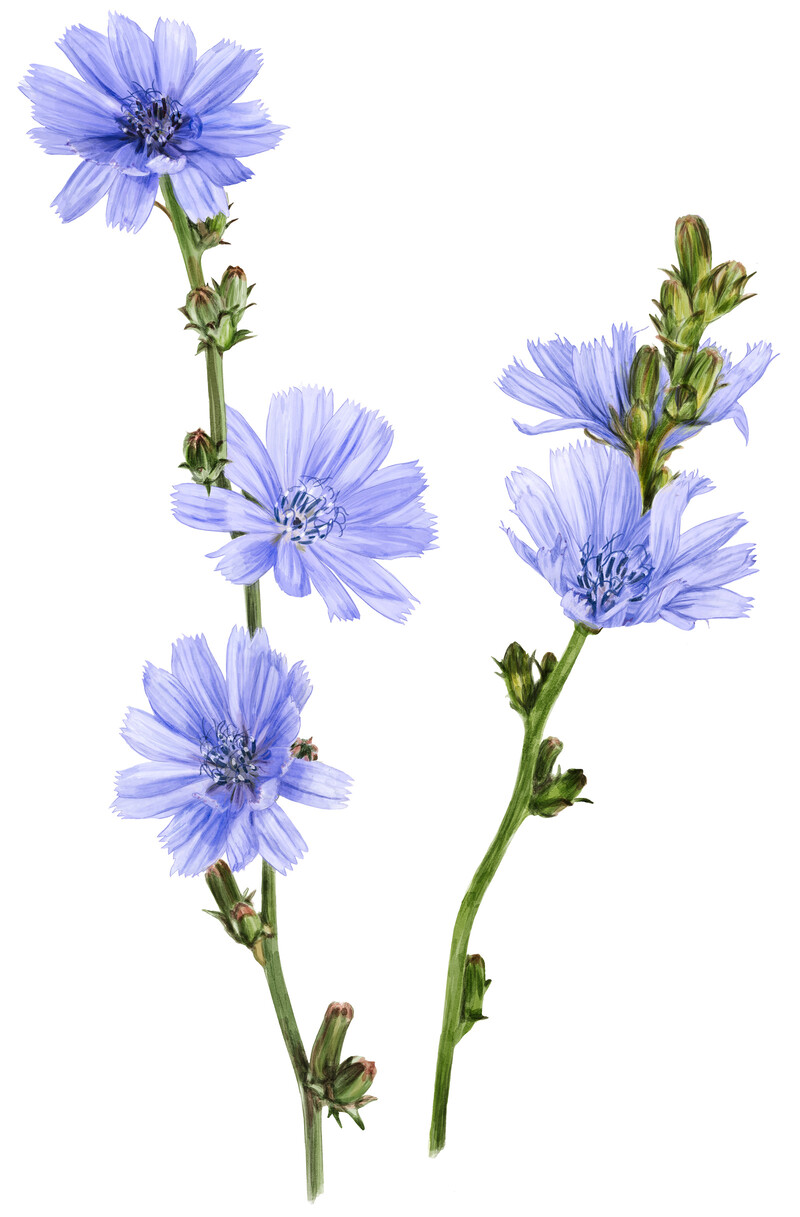 oculus-illustration-botanische-zeichnung-heilpflanze-chicoreebluete