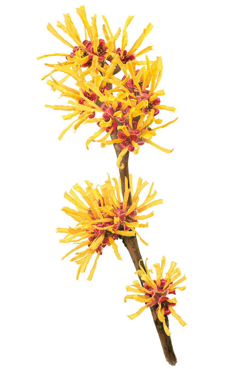 oculus-illustration-botanische-zeichnung-heilpflanze-hamamelis-zaubernuss
