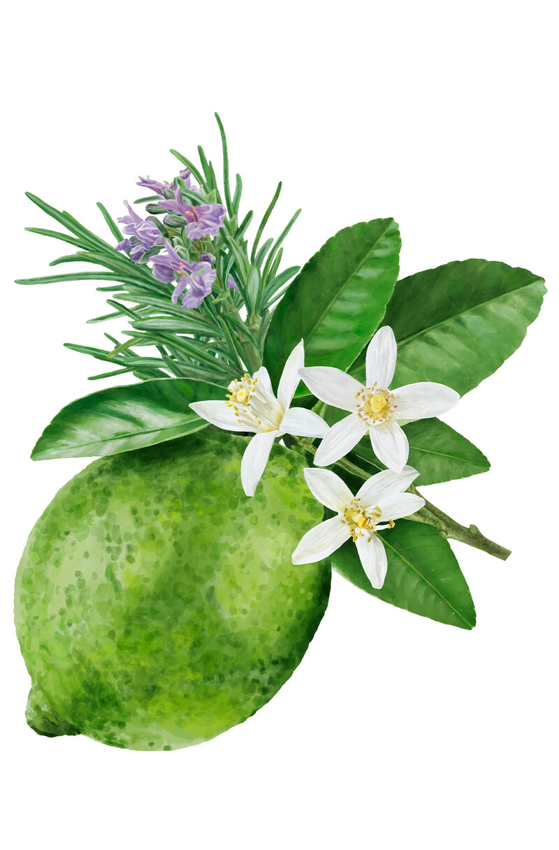 oculus-illustration-botanische-zeichnung-heilpflanze-limette-rosmarin