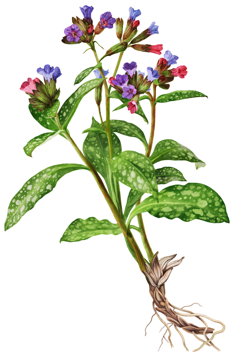 oculus-illustration-botanische-zeichnung-heilpflanze-lungenkraut