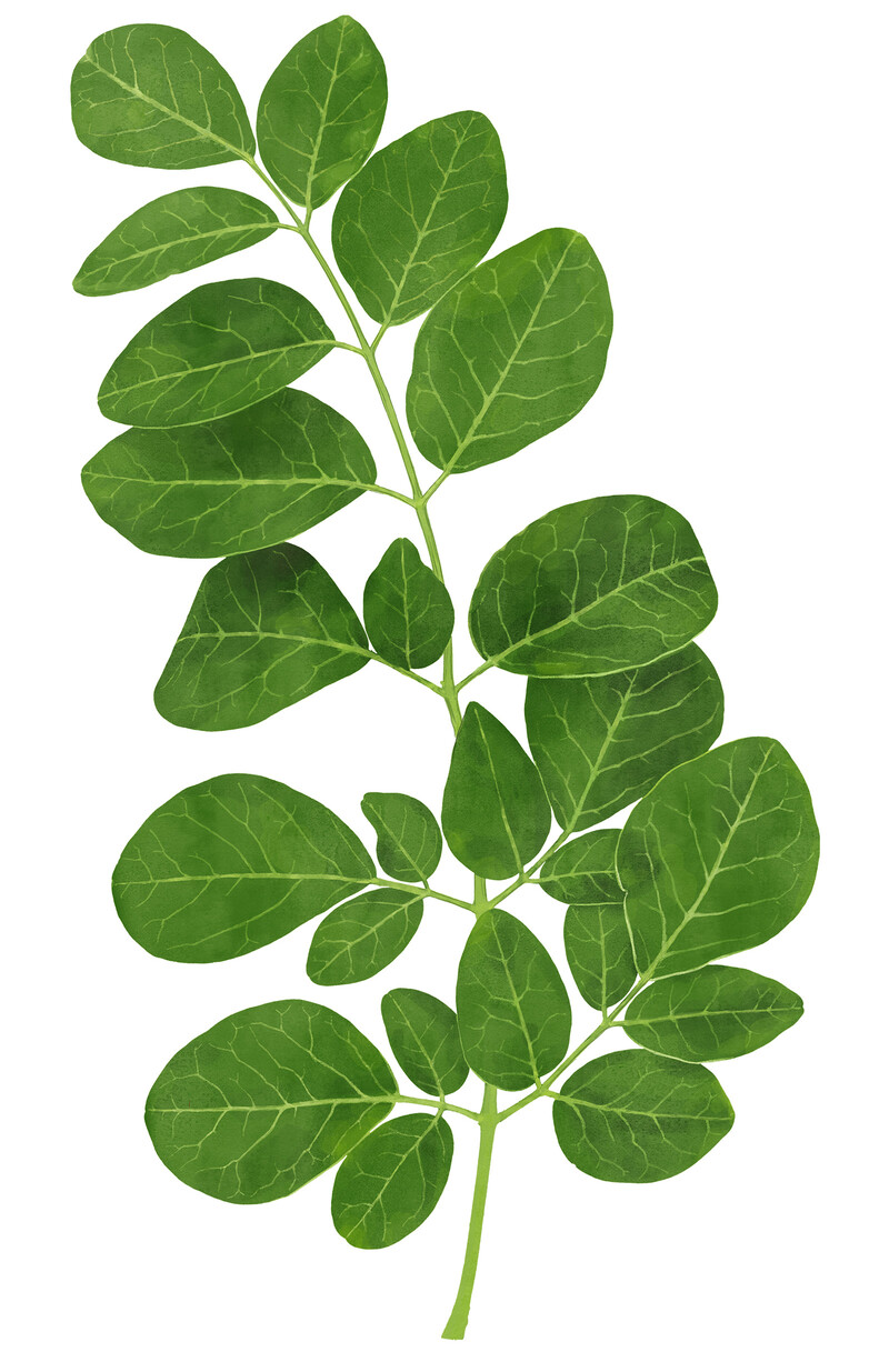 oculus-illustration-botanische-zeichnung-heilpflanze-moringa