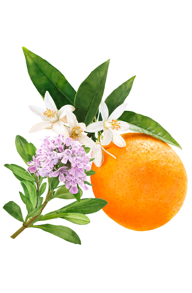 oculus-illustration-botanische-zeichnung-heilpflanze-orange-thymian