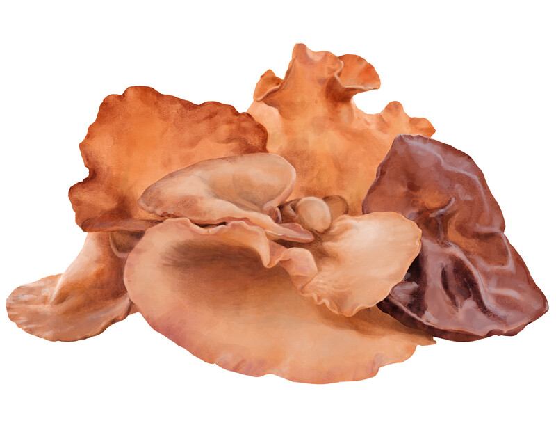 oculus-illustration-botanische-zeichnung-heilpflanze-pilz-auricularia
