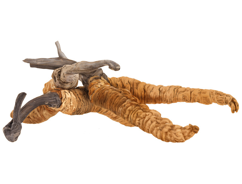 oculus-illustration-botanische-zeichnung-heilpflanze-pilz-cordyceps