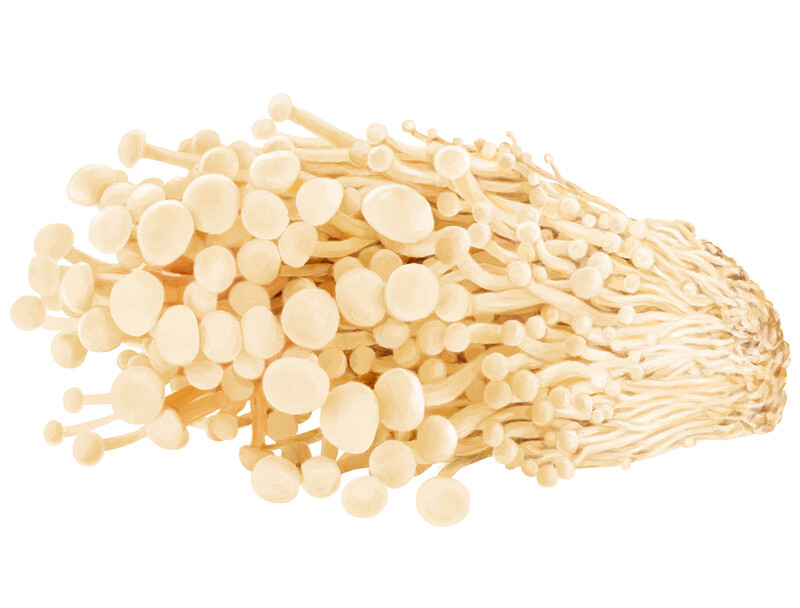 oculus-illustration-botanische-zeichnung-heilpflanze-pilz-enoki