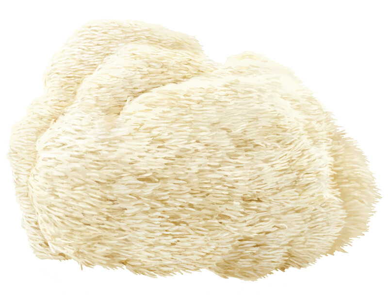 oculus-illustration-botanische-zeichnung-heilpflanze-pilz-hericium