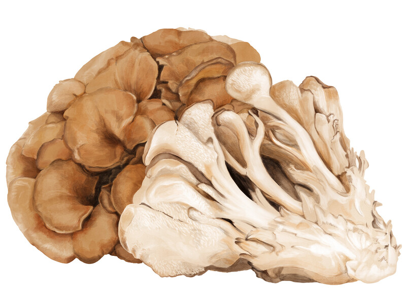 oculus-illustration-botanische-zeichnung-heilpflanze-pilz-maitake