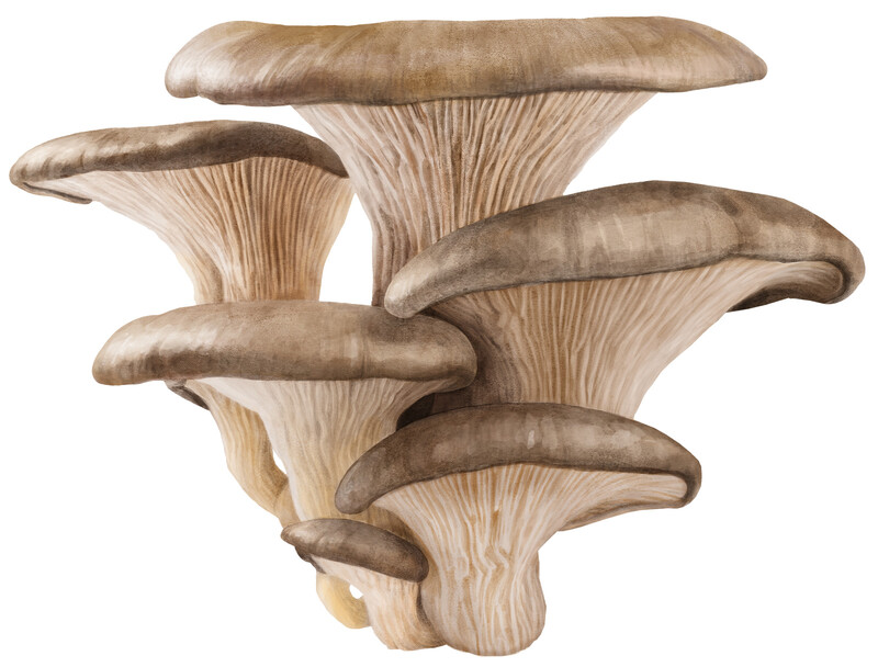 oculus-illustration-botanische-zeichnung-heilpflanze-pilz-pleurotus