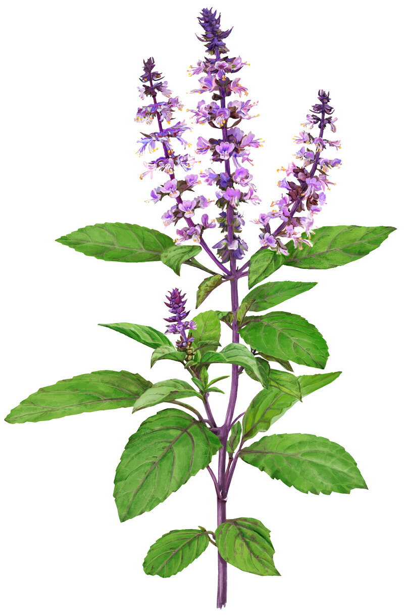 oculus-illustration-botanische-zeichnung-heilpflanze-tulsi