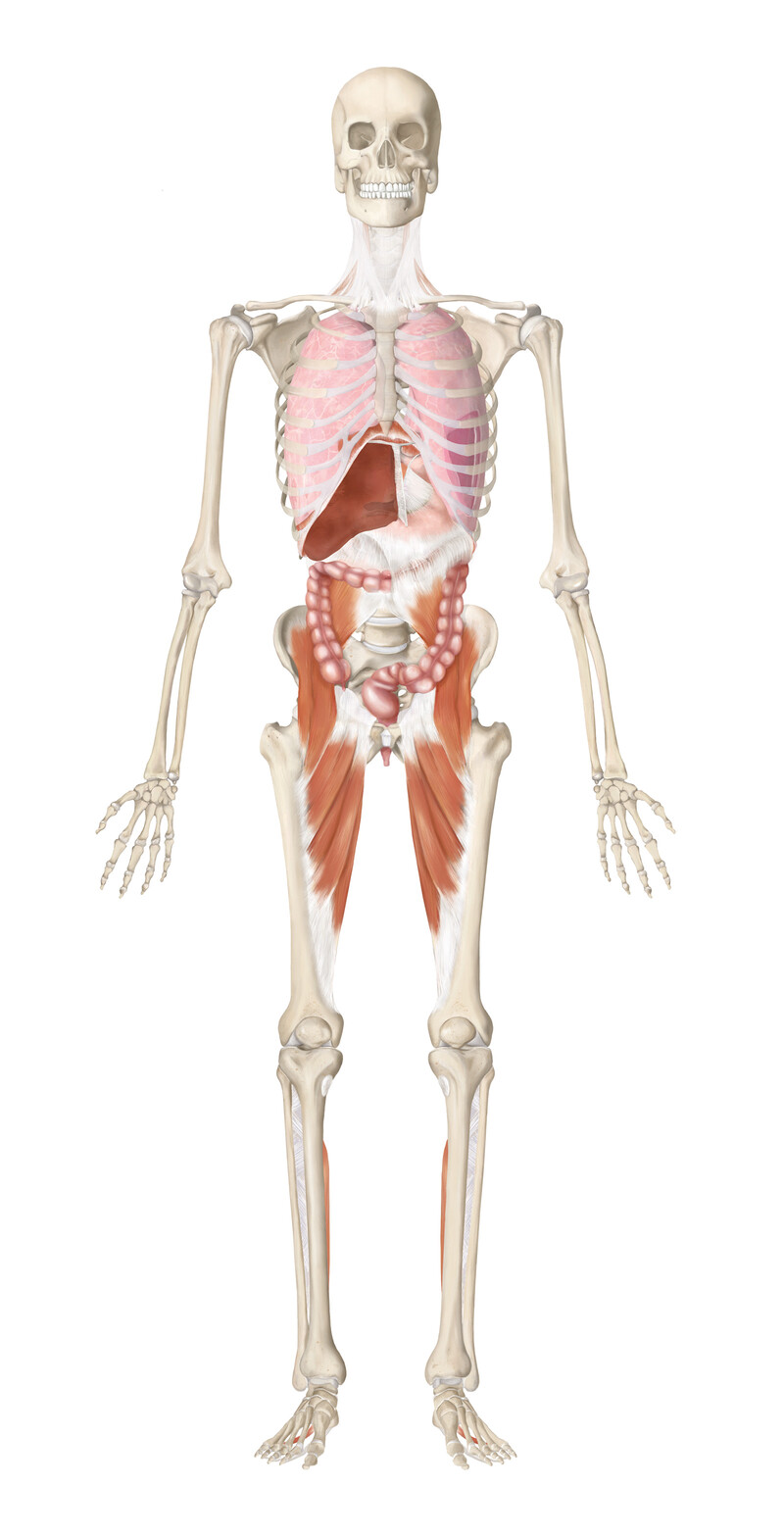oculus-illustration-medizin-anatomie-osteopathie-faszialkette-1
