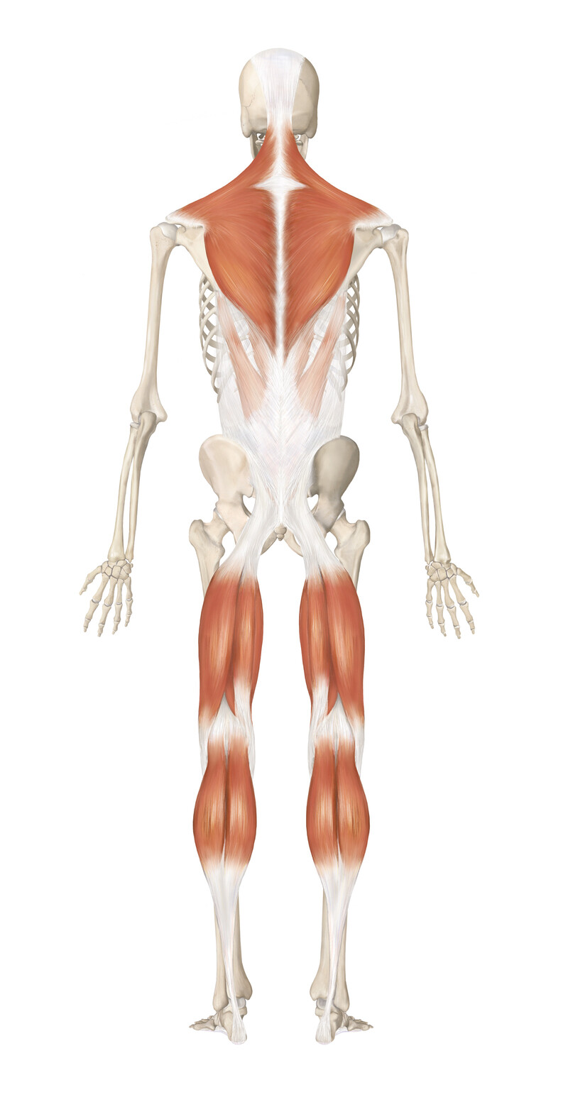 oculus-illustration-medizin-anatomie-osteopathie-faszialkette-2