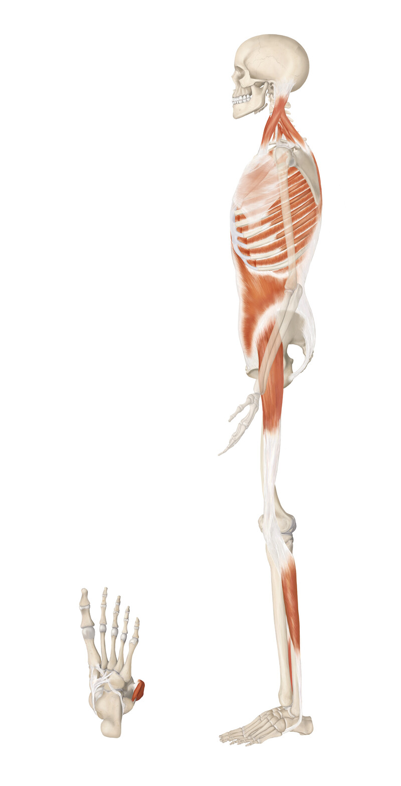 oculus-illustration-medizin-anatomie-osteopathie-faszialkette-3