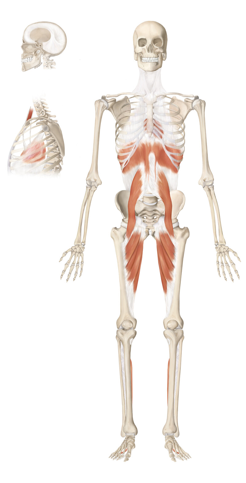 oculus-illustration-medizin-anatomie-osteopathie-faszialkette-4