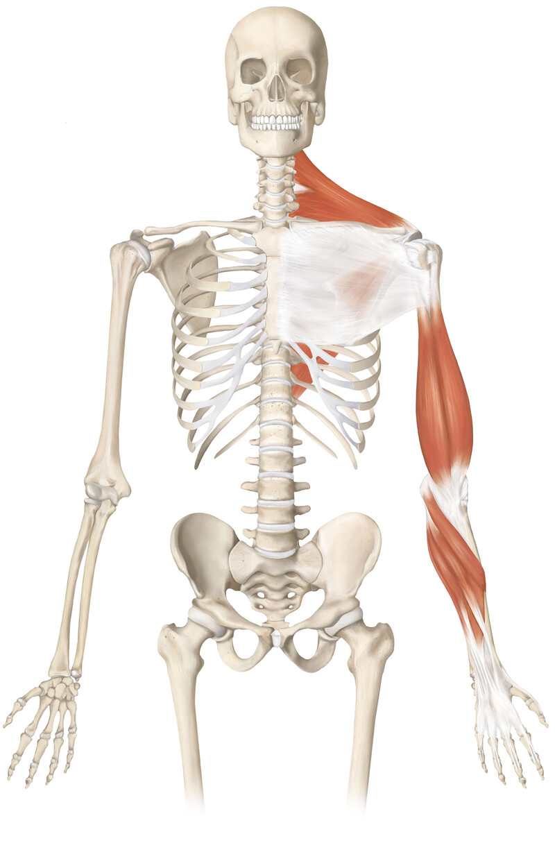 oculus-illustration-medizin-anatomie-osteopathie-faszialkette-5