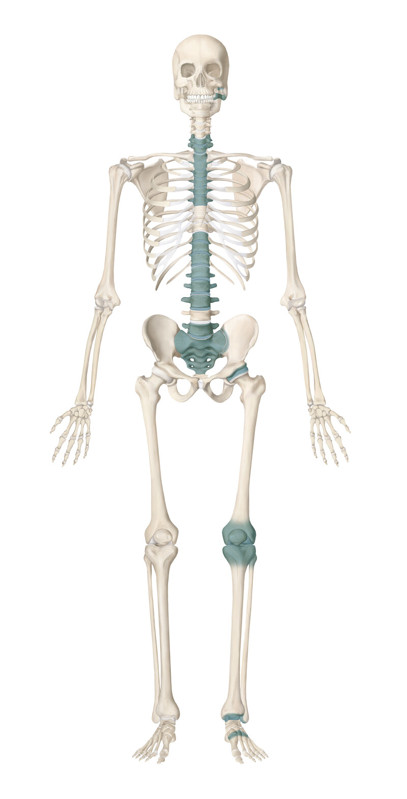 oculus-illustration-medizin-anatomie-osteopathie-skelett-2