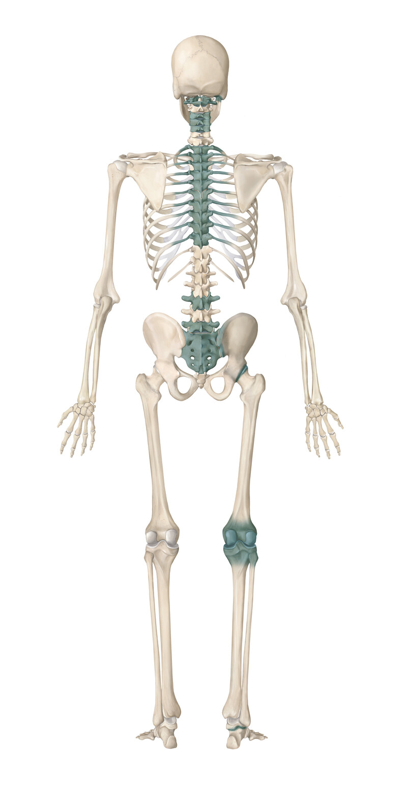 oculus-illustration-medizin-anatomie-osteopathie-skelett-3
