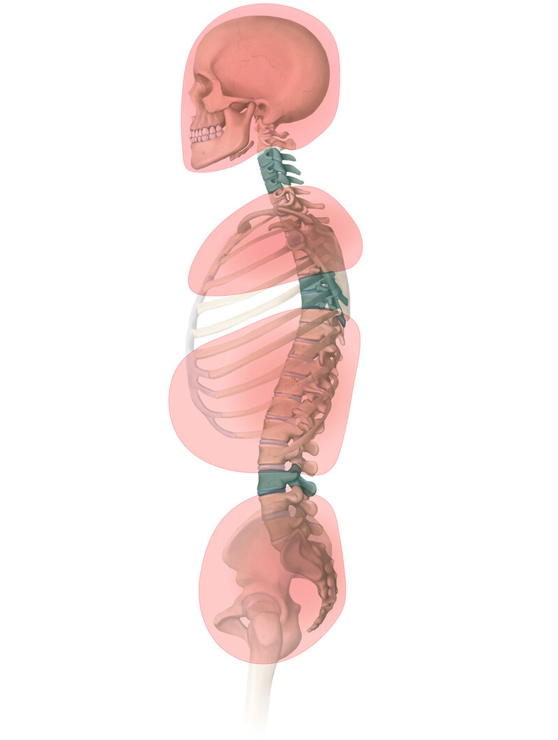 oculus-illustration-medizin-anatomie-osteopathie-skelett-4